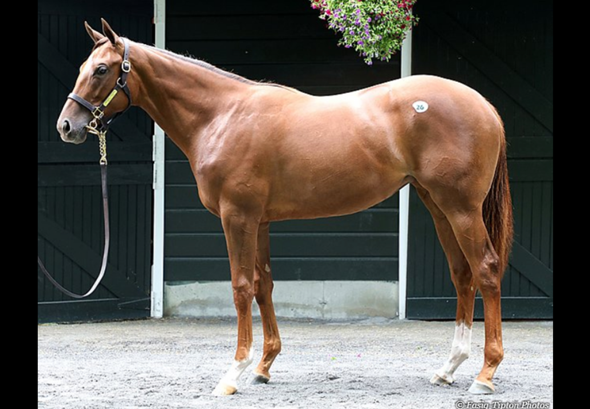 American Pharoah ex Life At Ten yearling filly