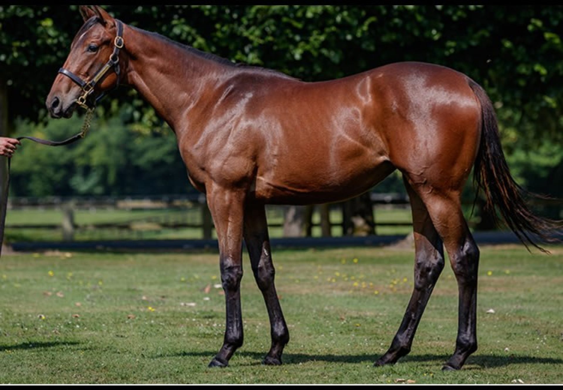 American Pharoah ex Mabre Rose yearling filly selling at Arqana for €850,000