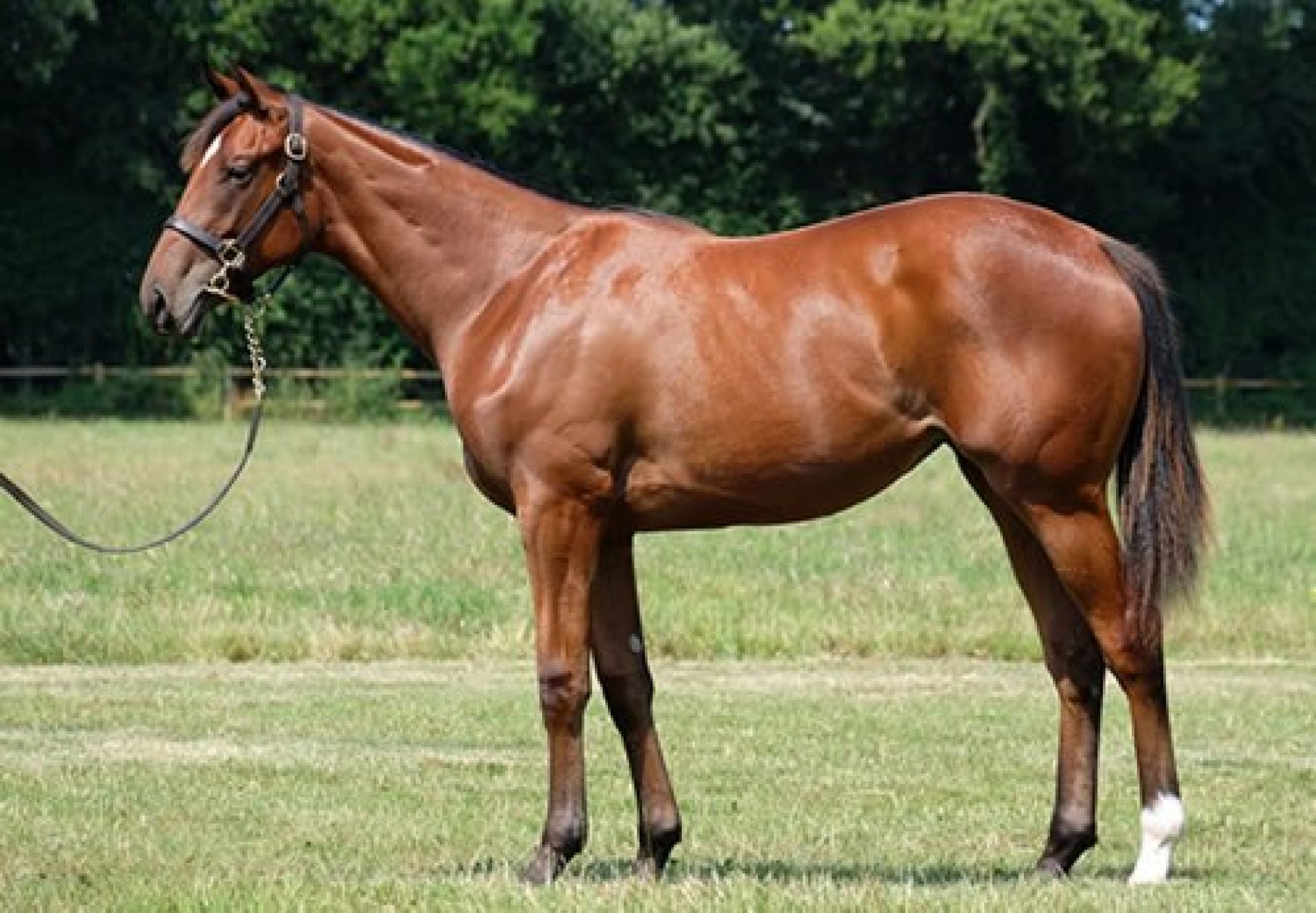 American Pharoah ex Shawara yearling filly conformation shot