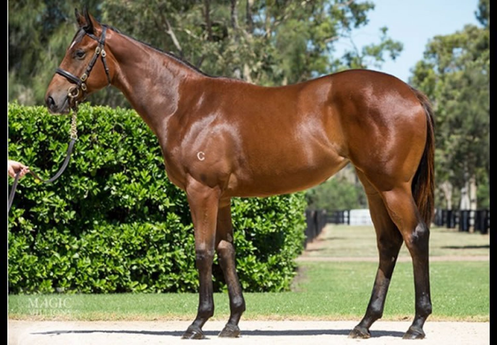 Fastnet Rock ex Dazzling Gazelle filly conformation shot