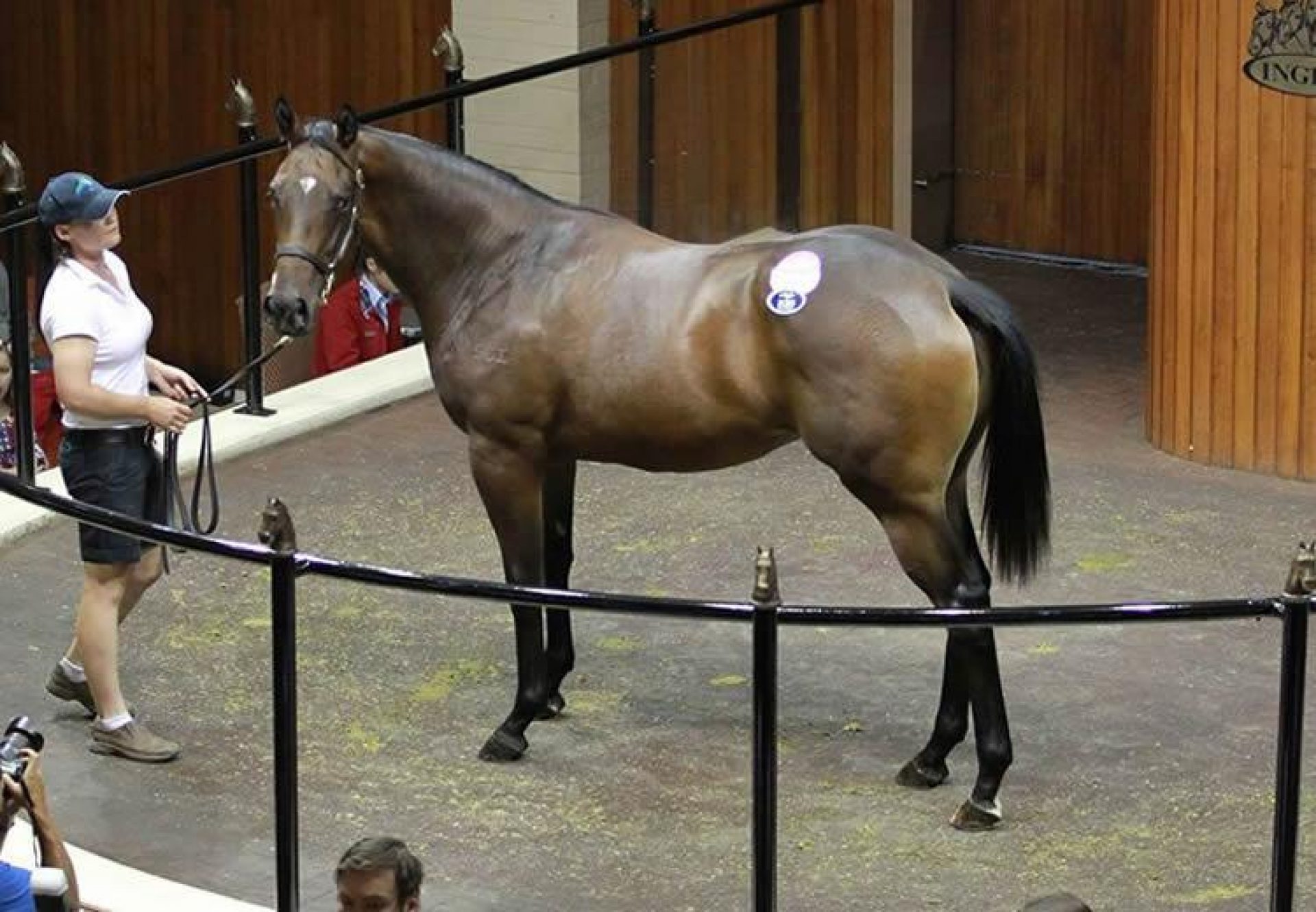Fastnet Rock ex Hidden Energy yearling filly selling for $675,000 at the Inglis Premier Yearling Sale