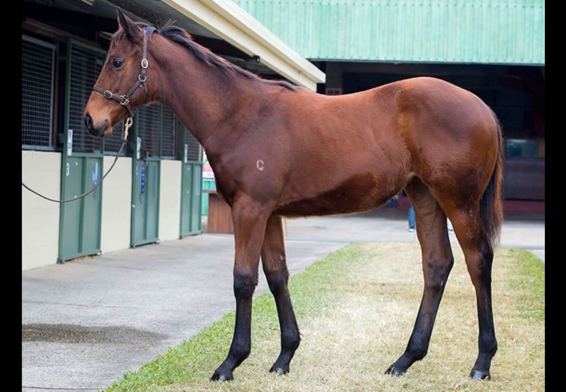 Fastnet Rock ex More Valour filly conformation shot