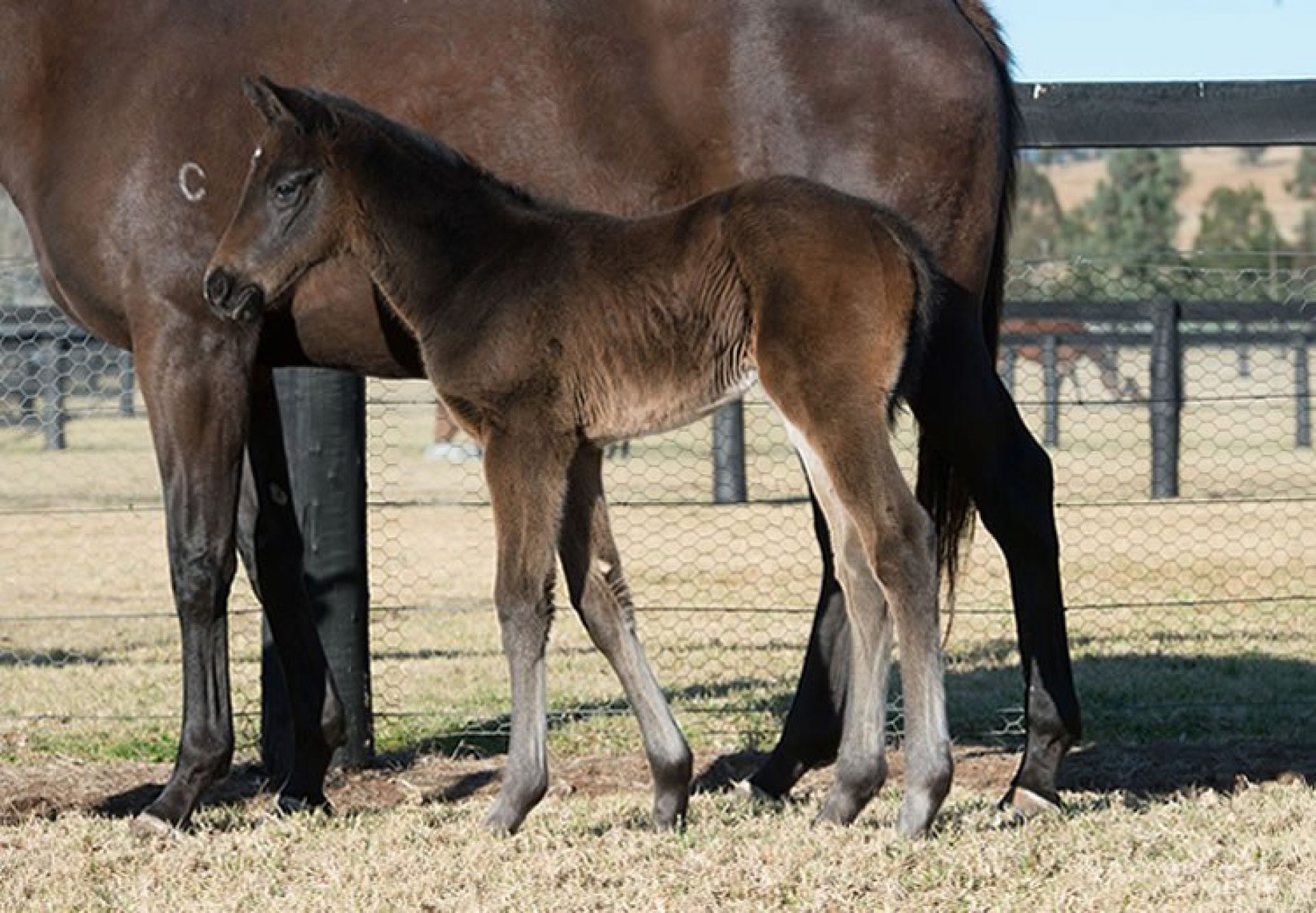 Pride Of Dubai ex Isstoora filly foal