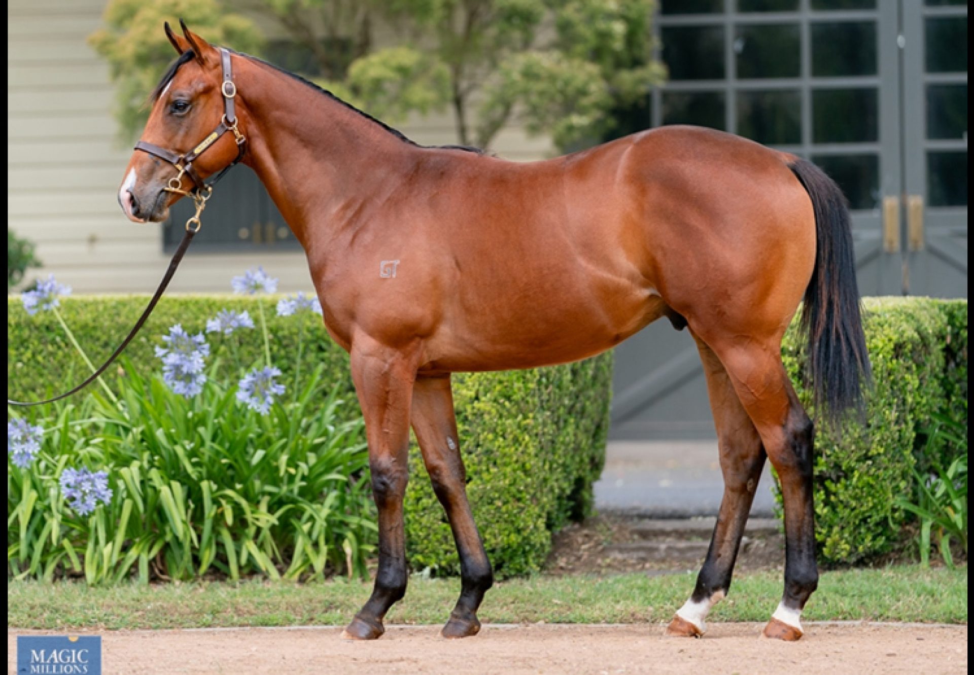 Fastnet Rock X Madame Lily colt conformation shot