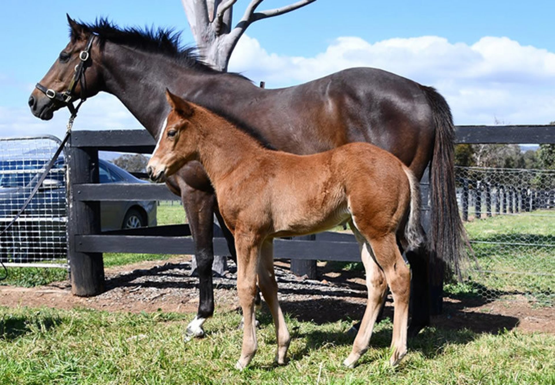 Saxon Warrior x Catswish filly foal