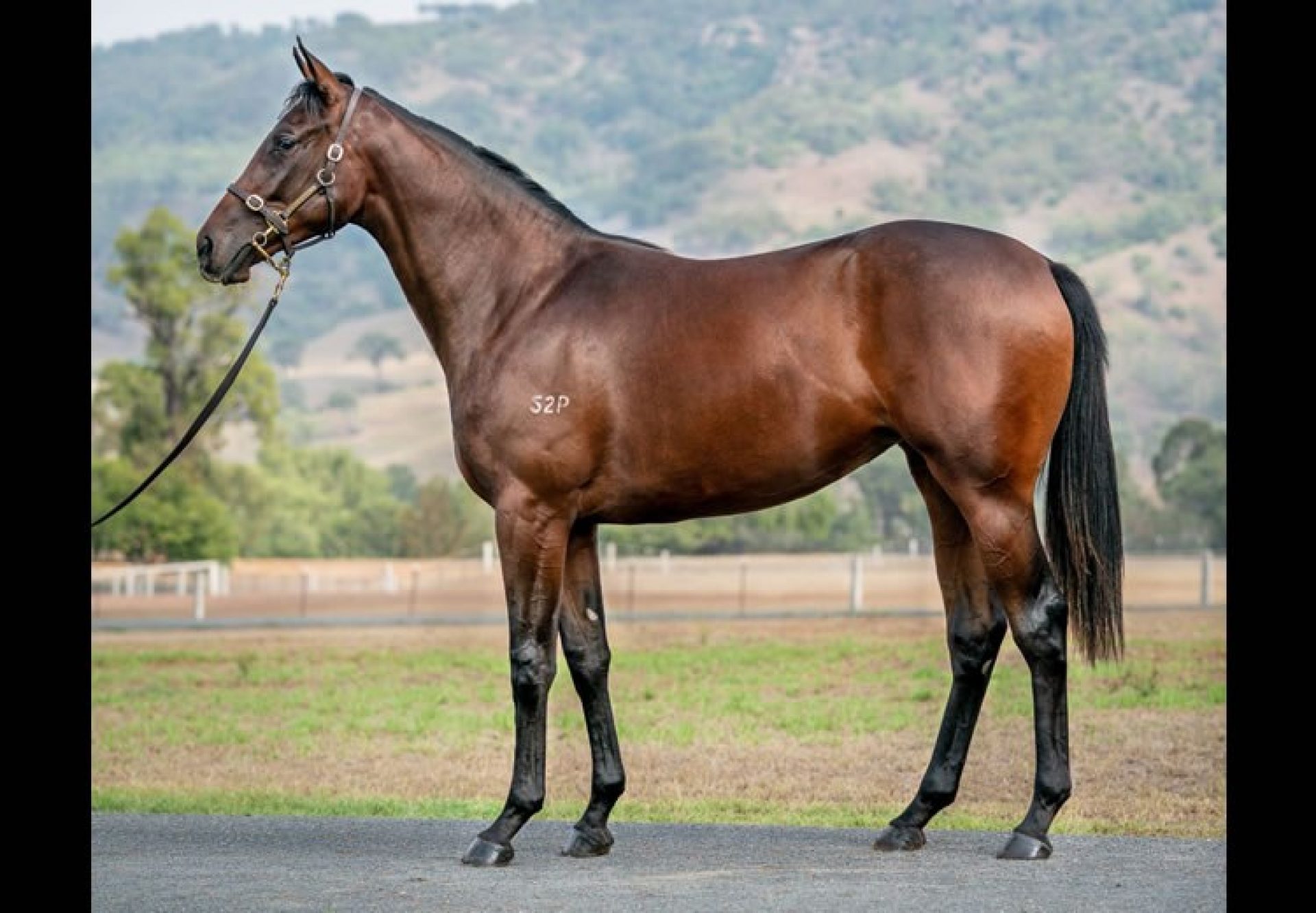 Vancouver ex Arcadia Dream yearling filly conformation shot