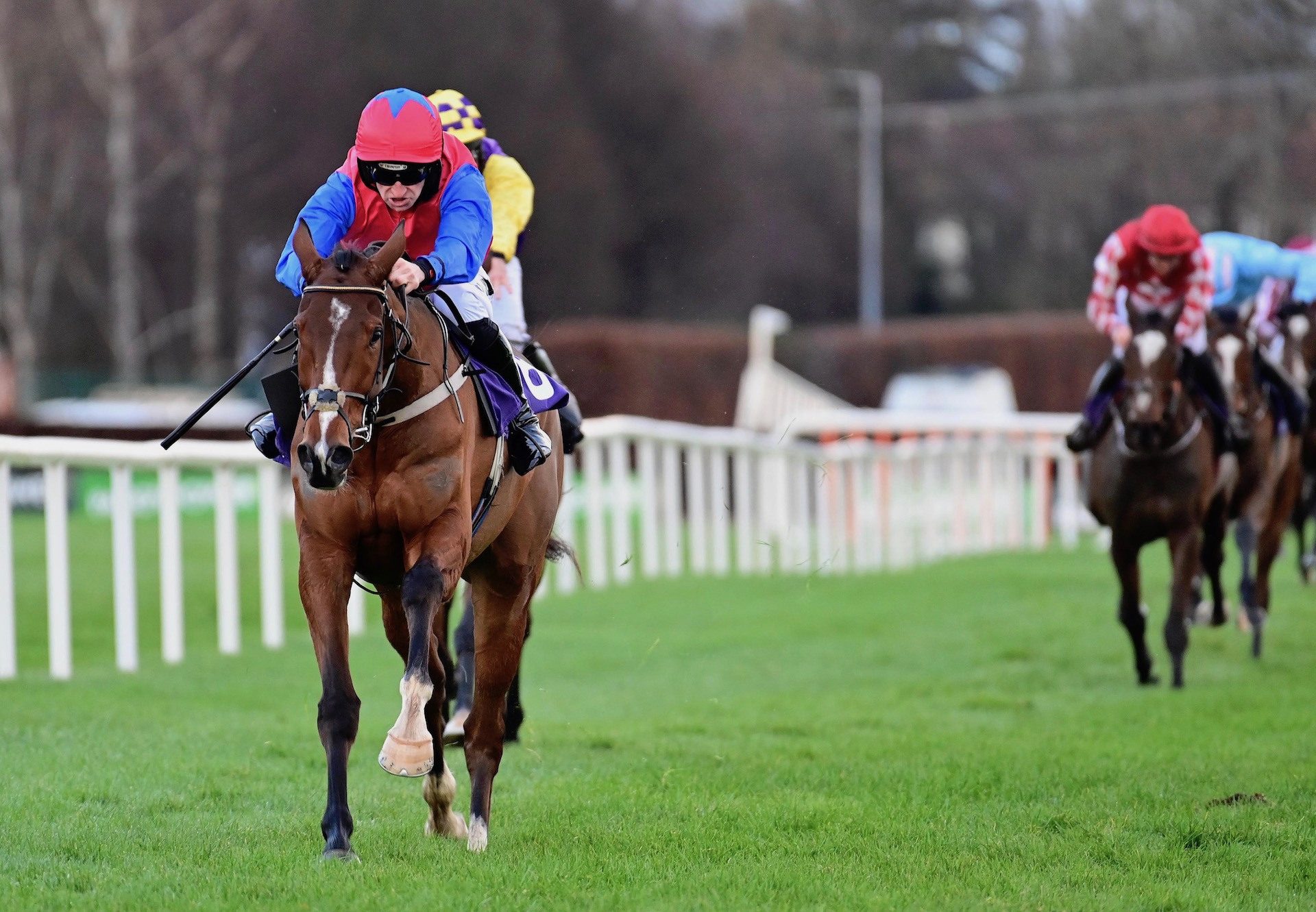 Facile Vega (Walk In The Park) Makes An Impressive Debut At Leopardstown