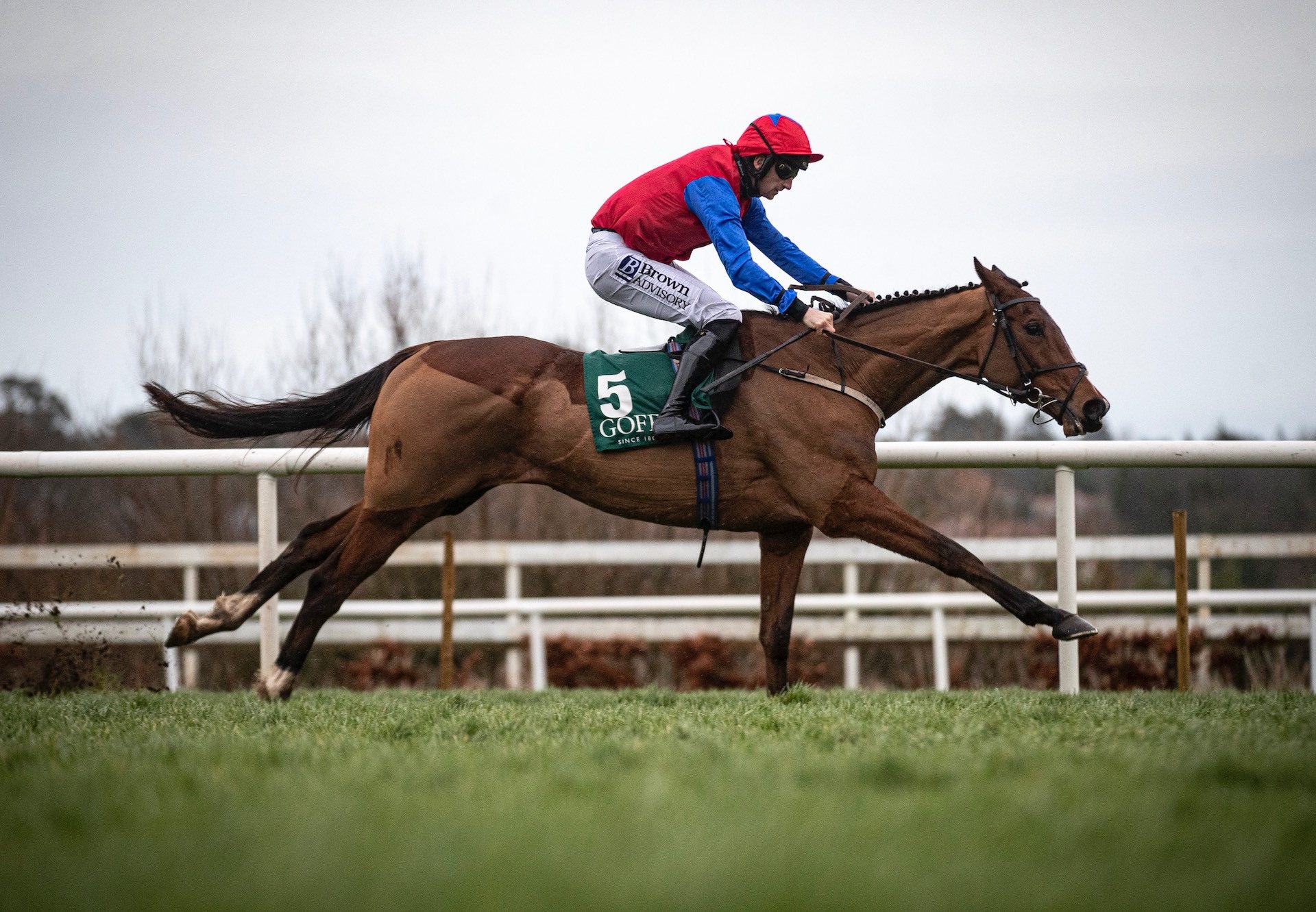 Facile Vega (Walk In The Park) Wins The Grade 2 Bumper At Leopardstown