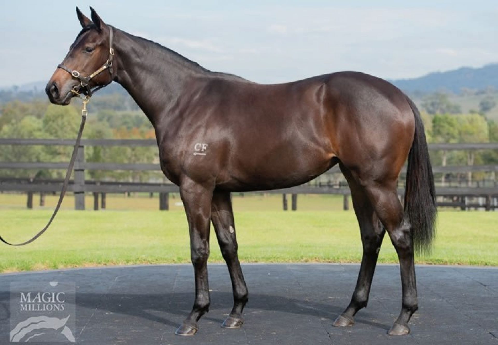 $130,000 for Adelaide Yearling Filly