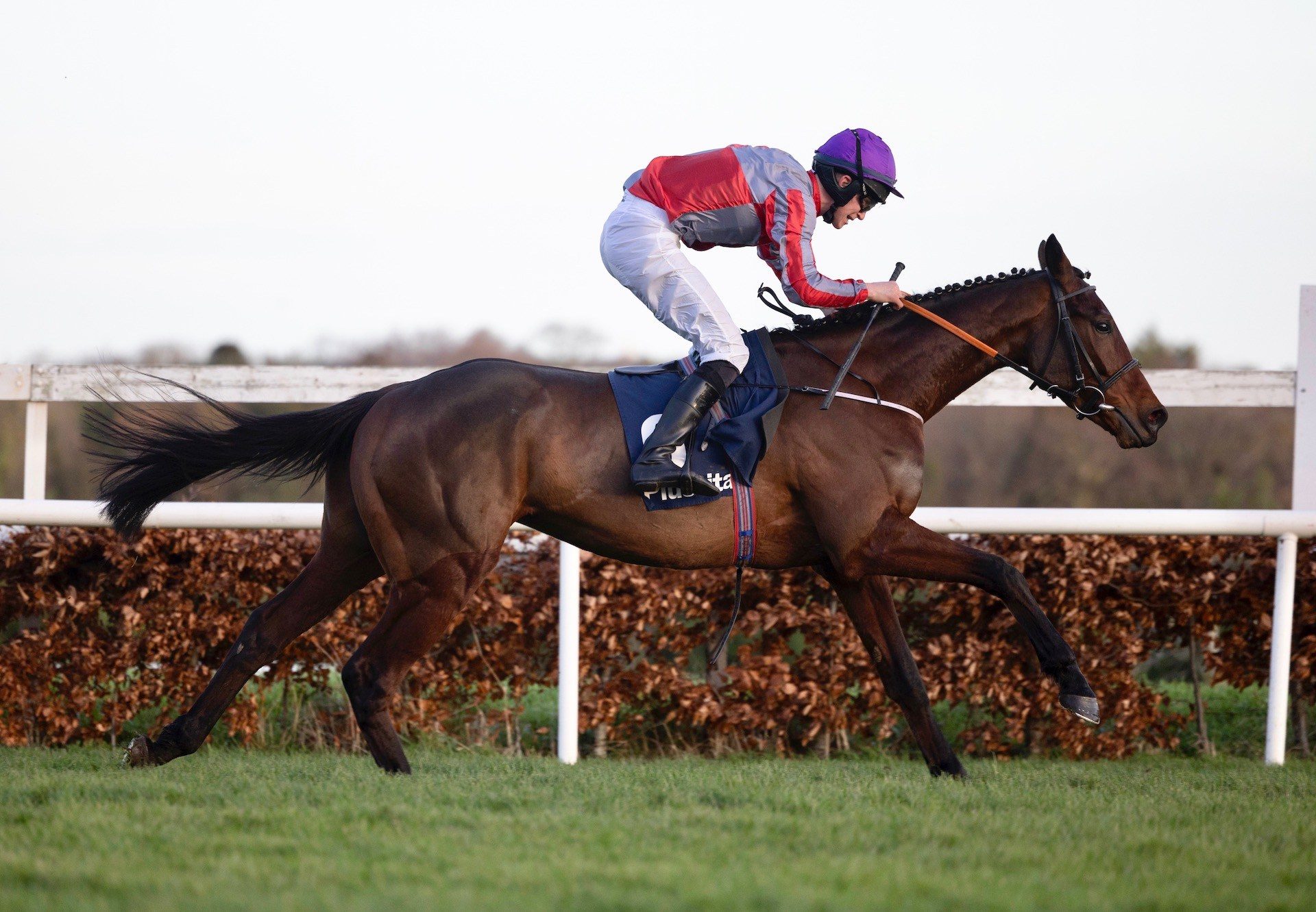 Fascile Mode (Walk In The Park) Makes A Winning Debut At Leopardstown