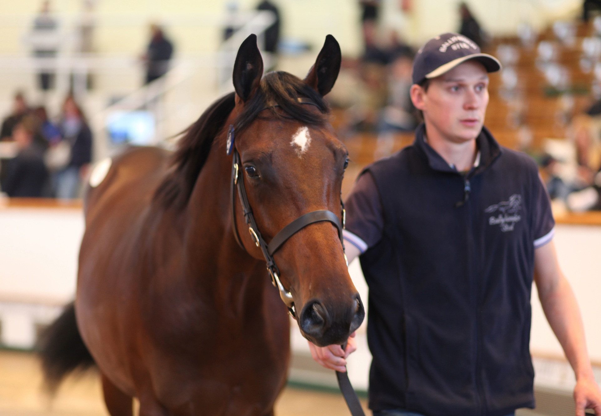 Fastnet Rock Colt Out Of Pride