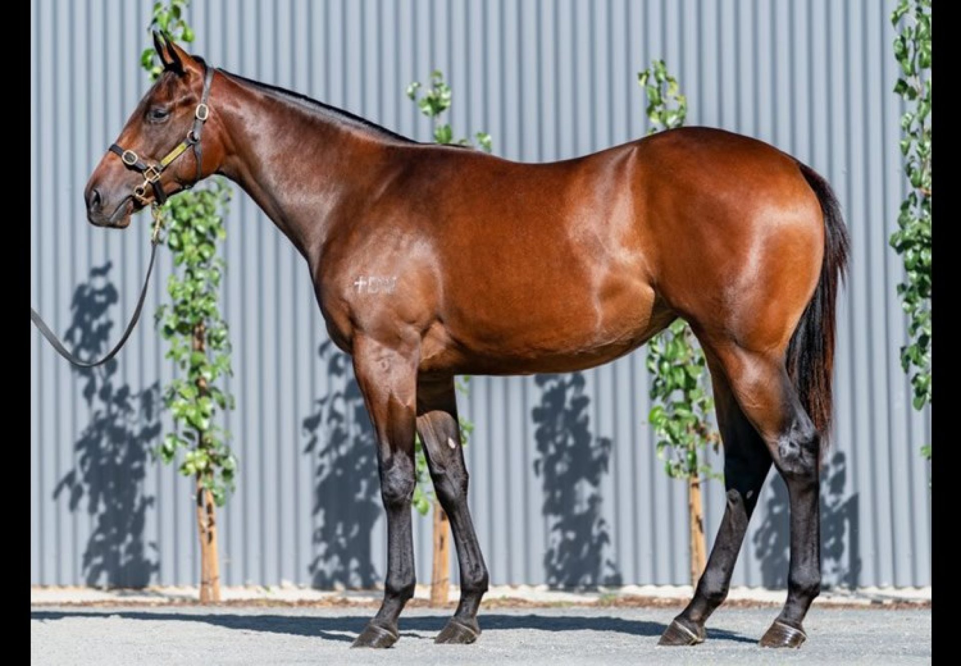 Fastnet Rock X Different To yearling filly conformation shot