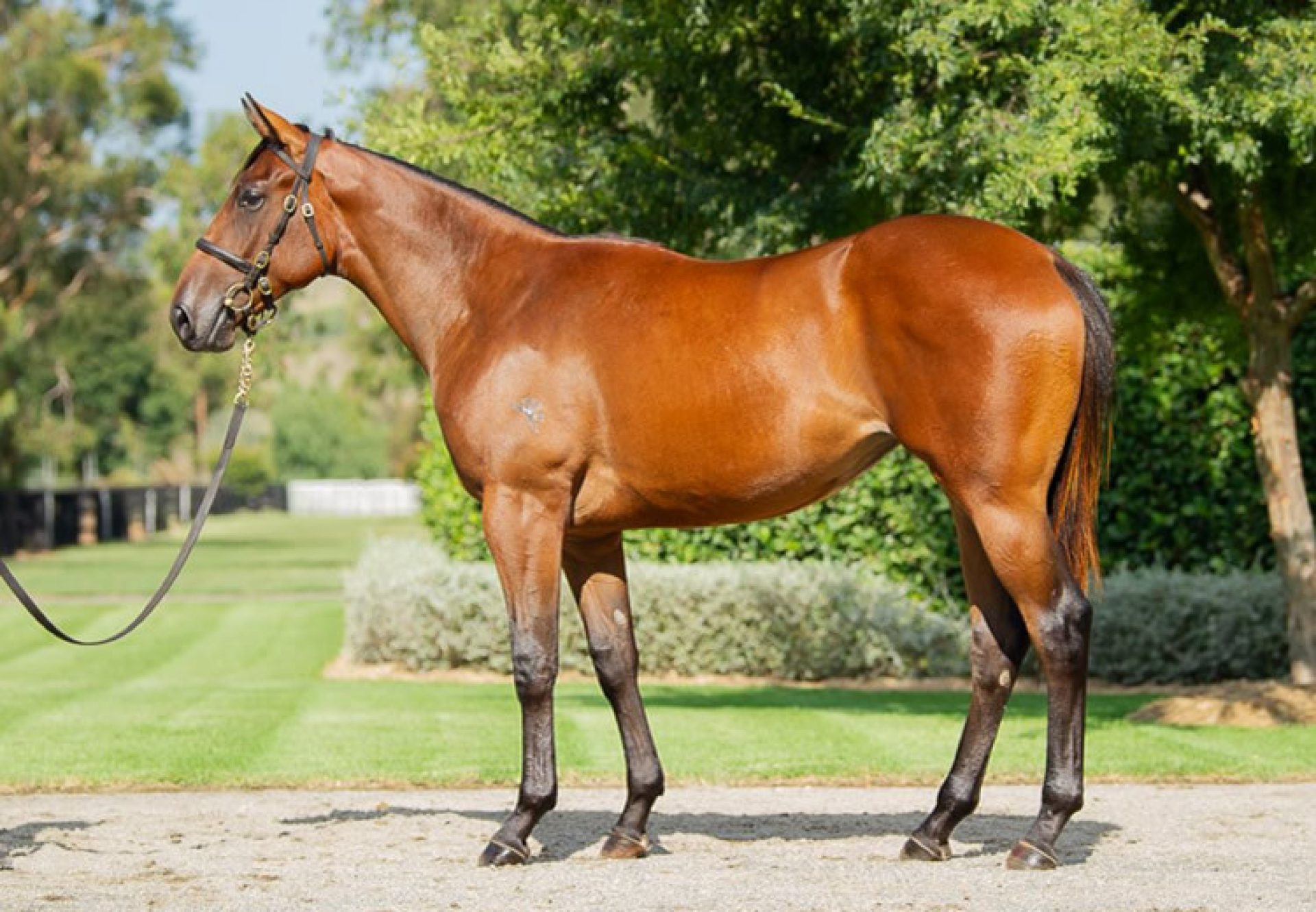 Fastnet Rock X Savvy Coup Yearling Conformation Shot