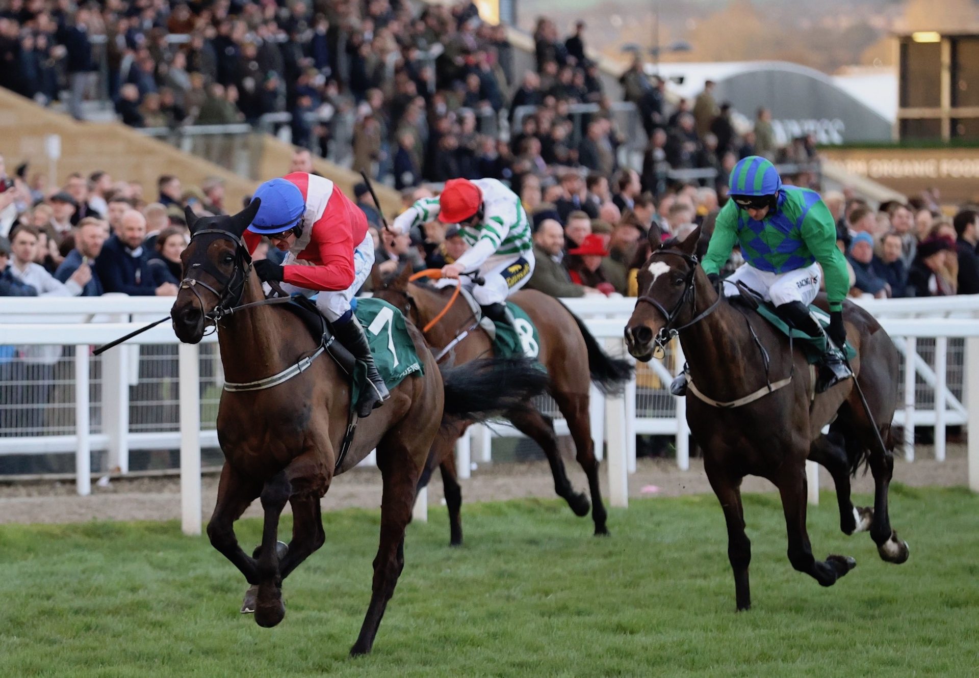 Ferny Hollow (Westerner) wins the Gr.1 Champion Bumper at Cheltenham