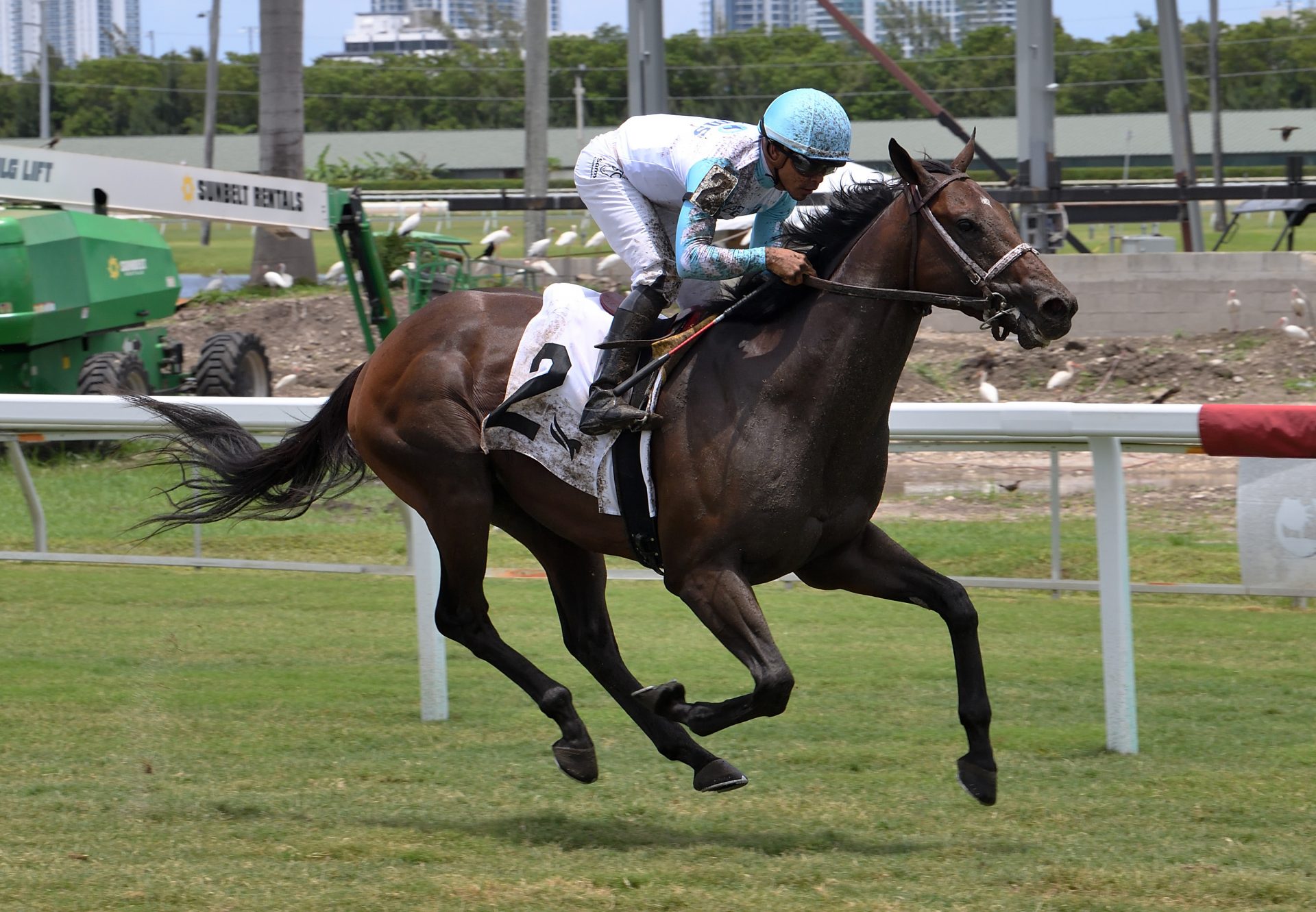 Fighting Force (Air Force Blue) wins the Not Surprising Stakes at Belmont Park