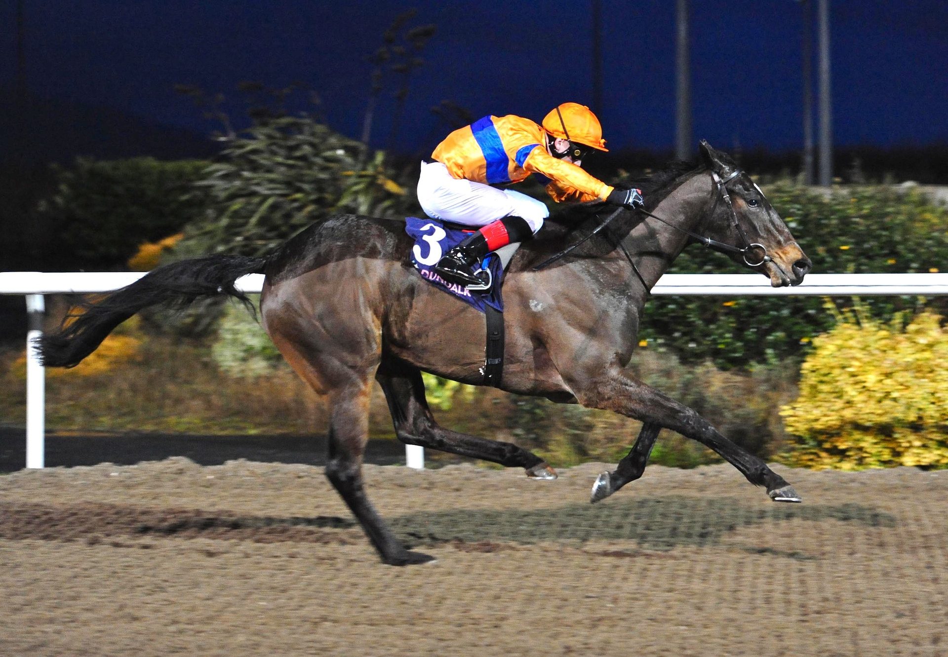 Flower Garland (Footstepsinthesand) Wins Maiden At Dundalk