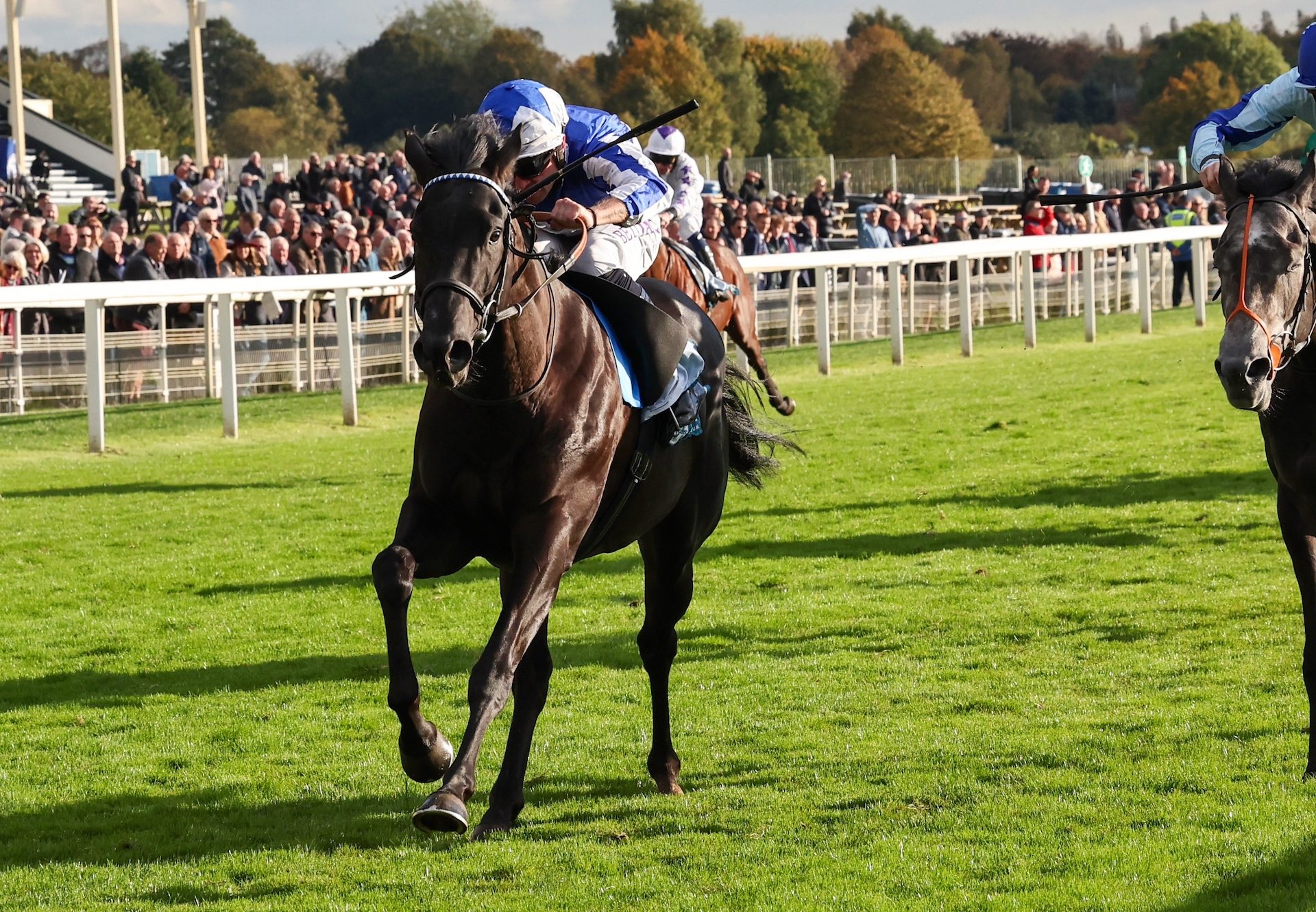 Fondo Blanco (Ten Sovereigns)  Wins At York