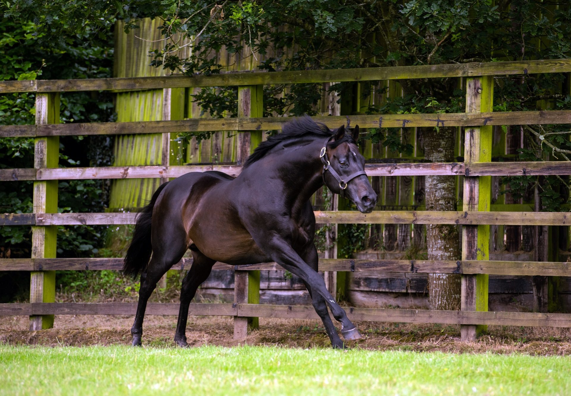 Footstepsinthesand paddock