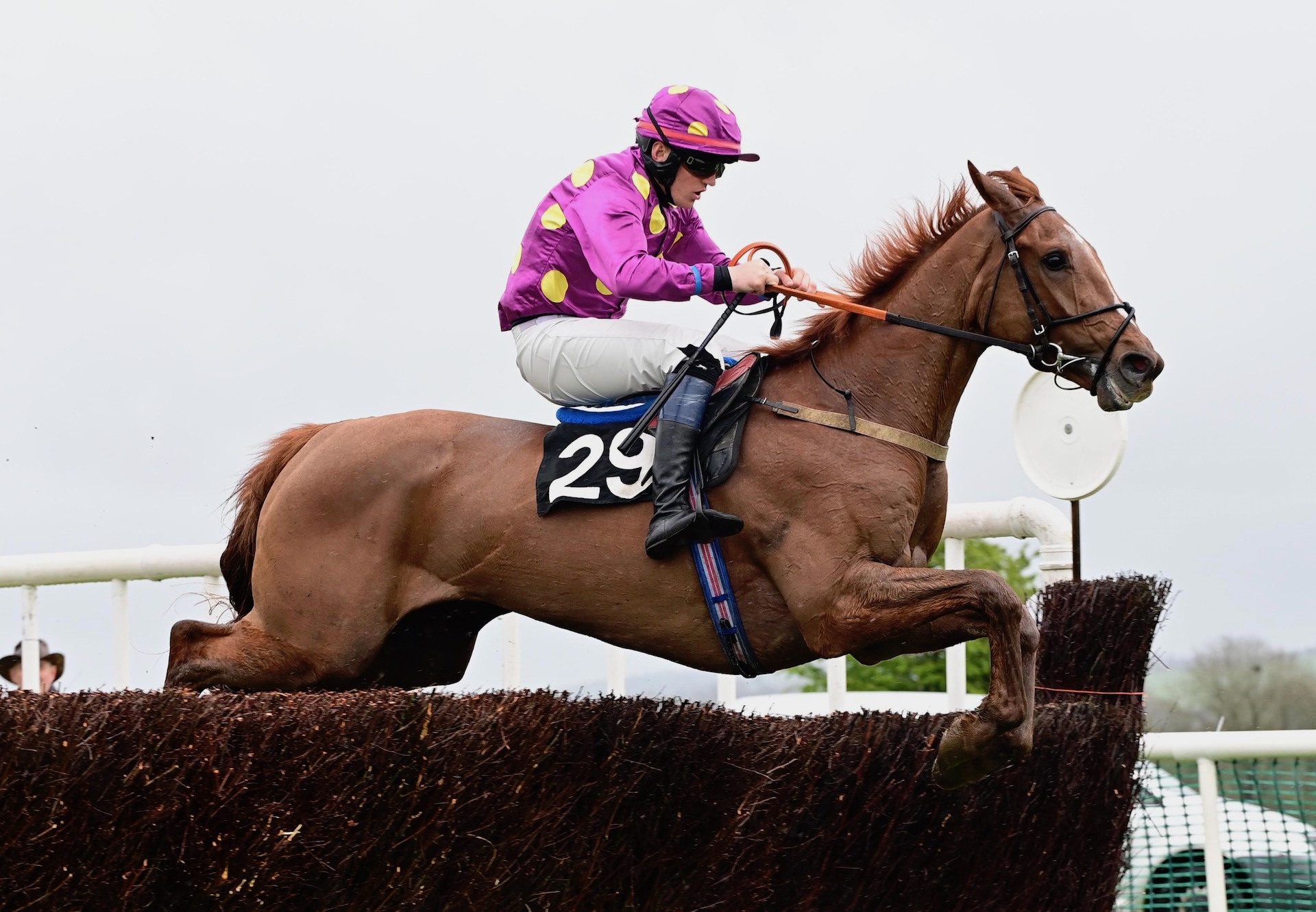 Fortunate Soldier (Soldier Of Fortune) Wins The 4YO Maiden At Oldcastle