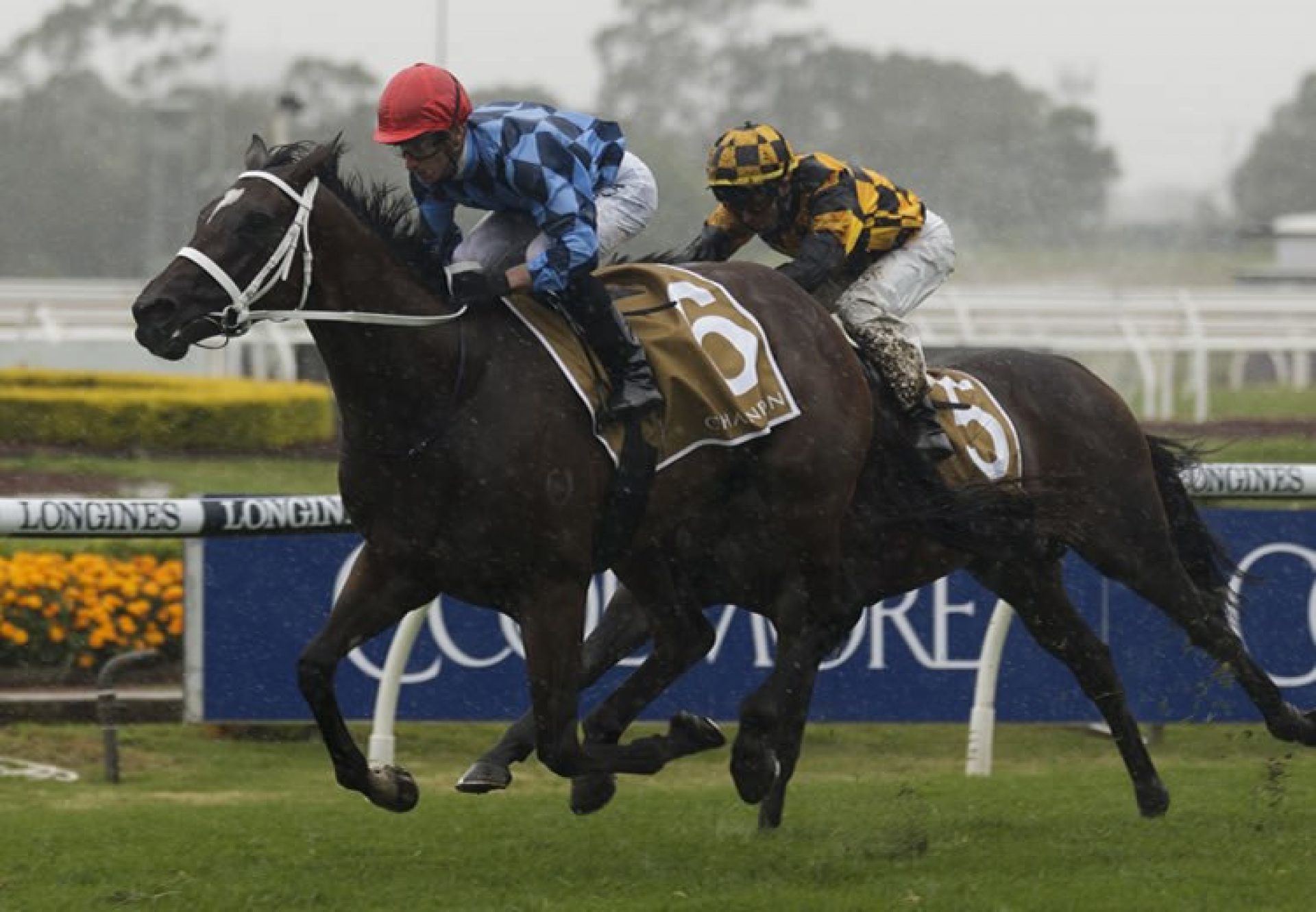 Funstar (Adelaide) winning the Gr.2 Phar Lap Stakes at Rosehill