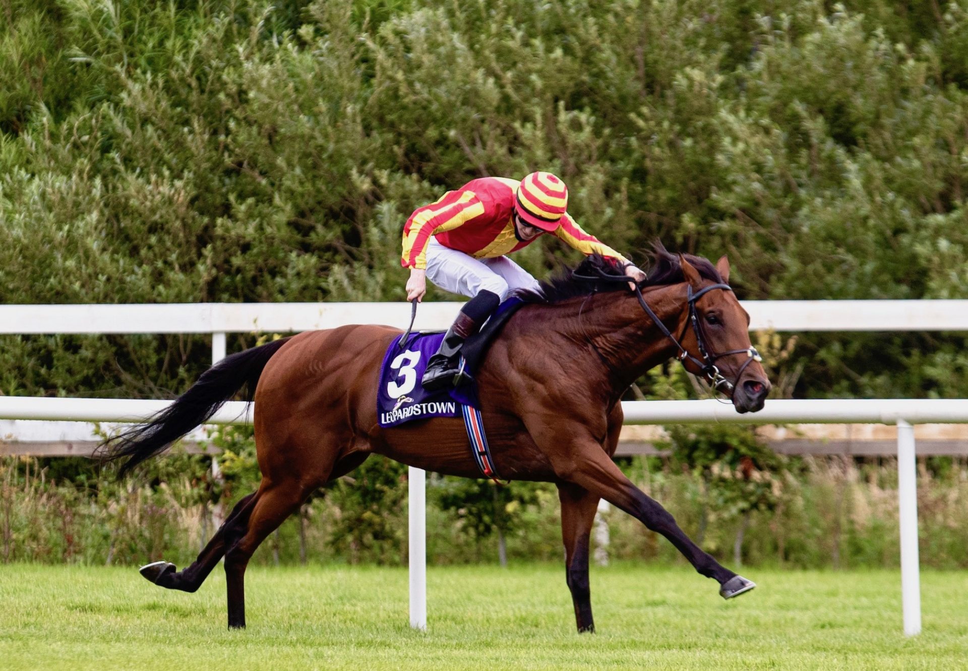 Galileo Chrome (Australia) Wins At Leopardstown