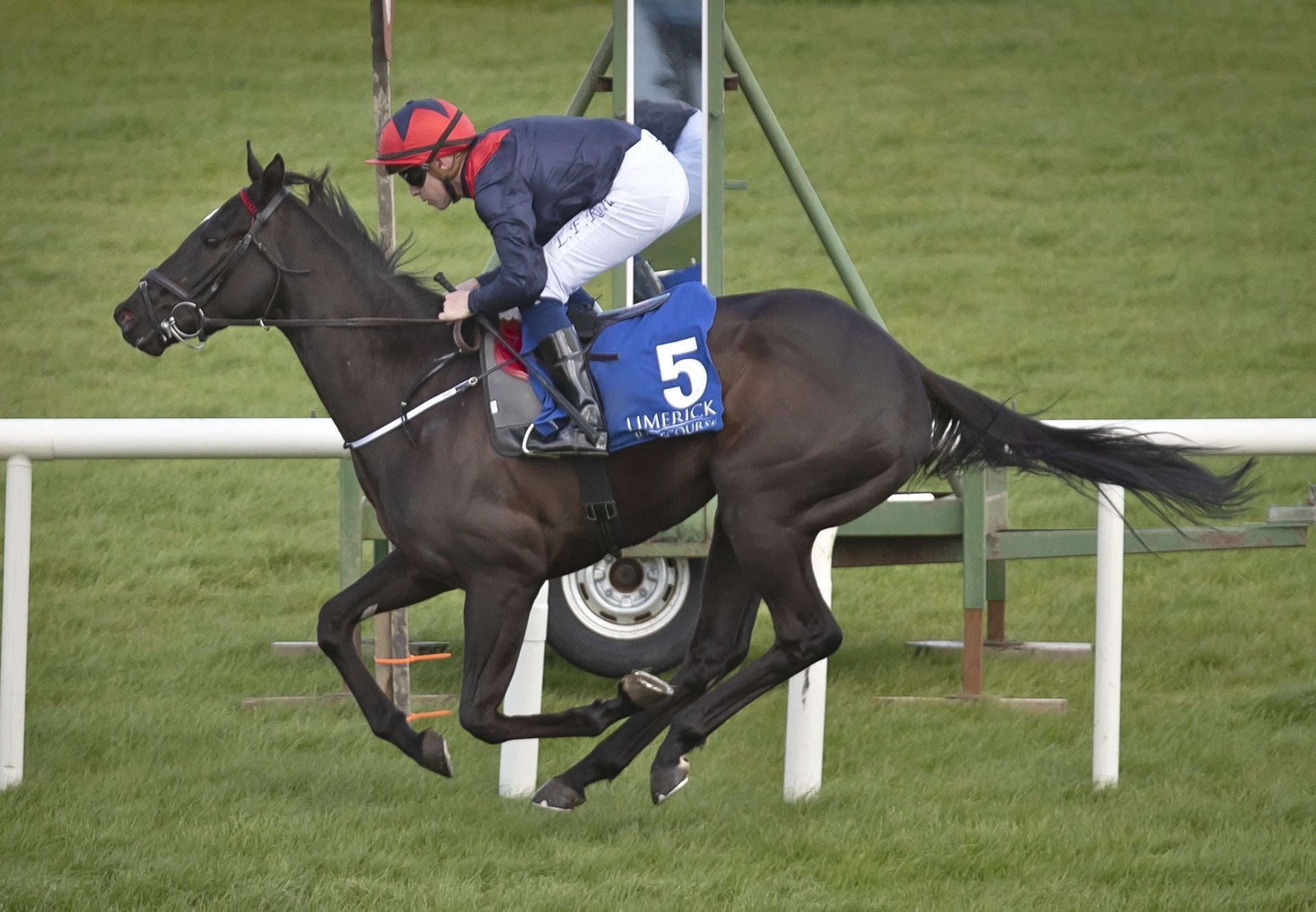 Geneticist (Footstepsinthesand) Impresses At Limerick