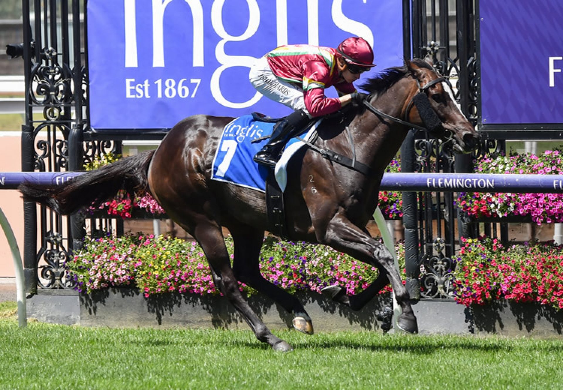 Gentleman Roy (So You Think) winning at Flemington