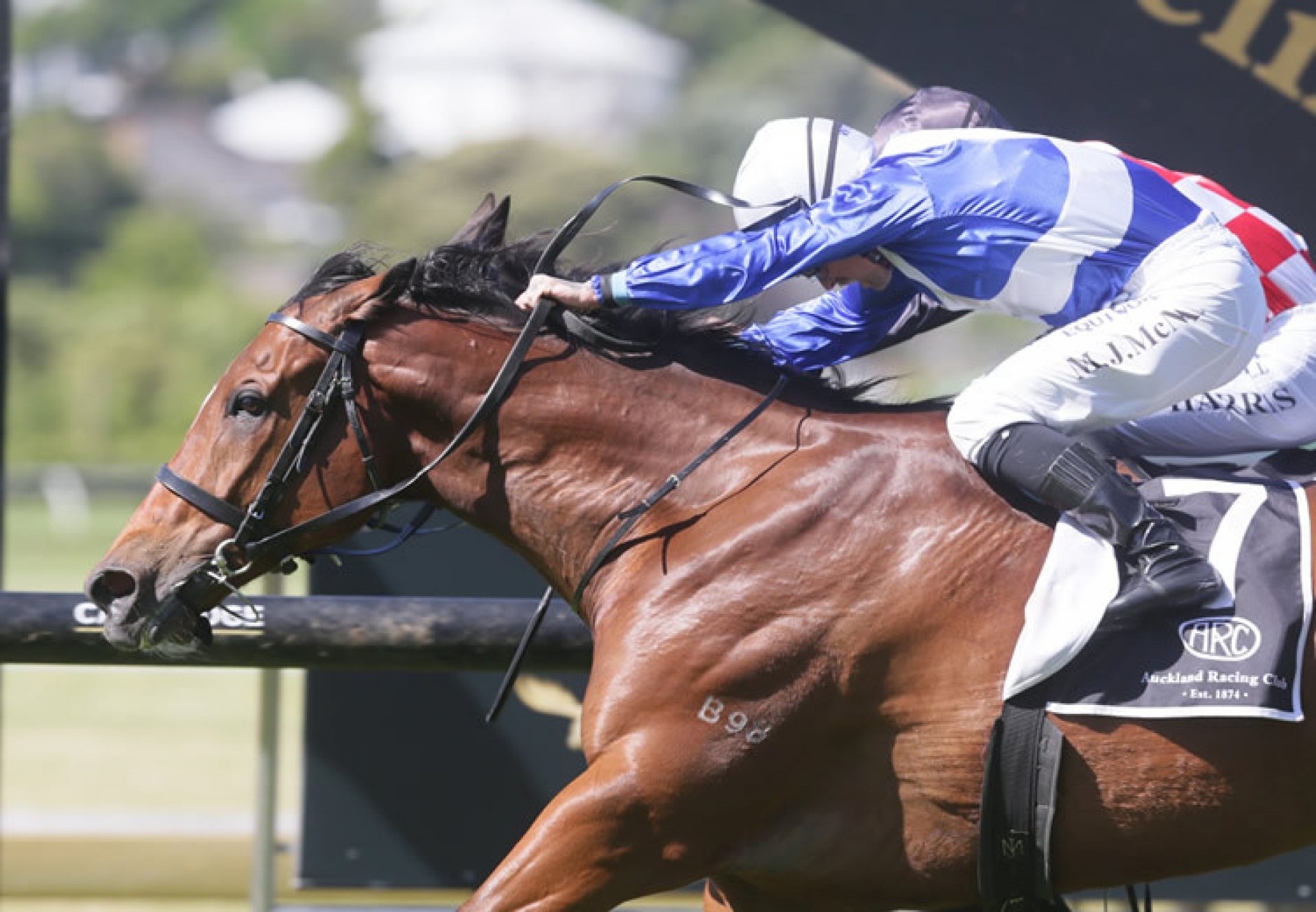 Gino Severini (Fastnet Rock) wins the G3 Technology Stakes at Ellerslie