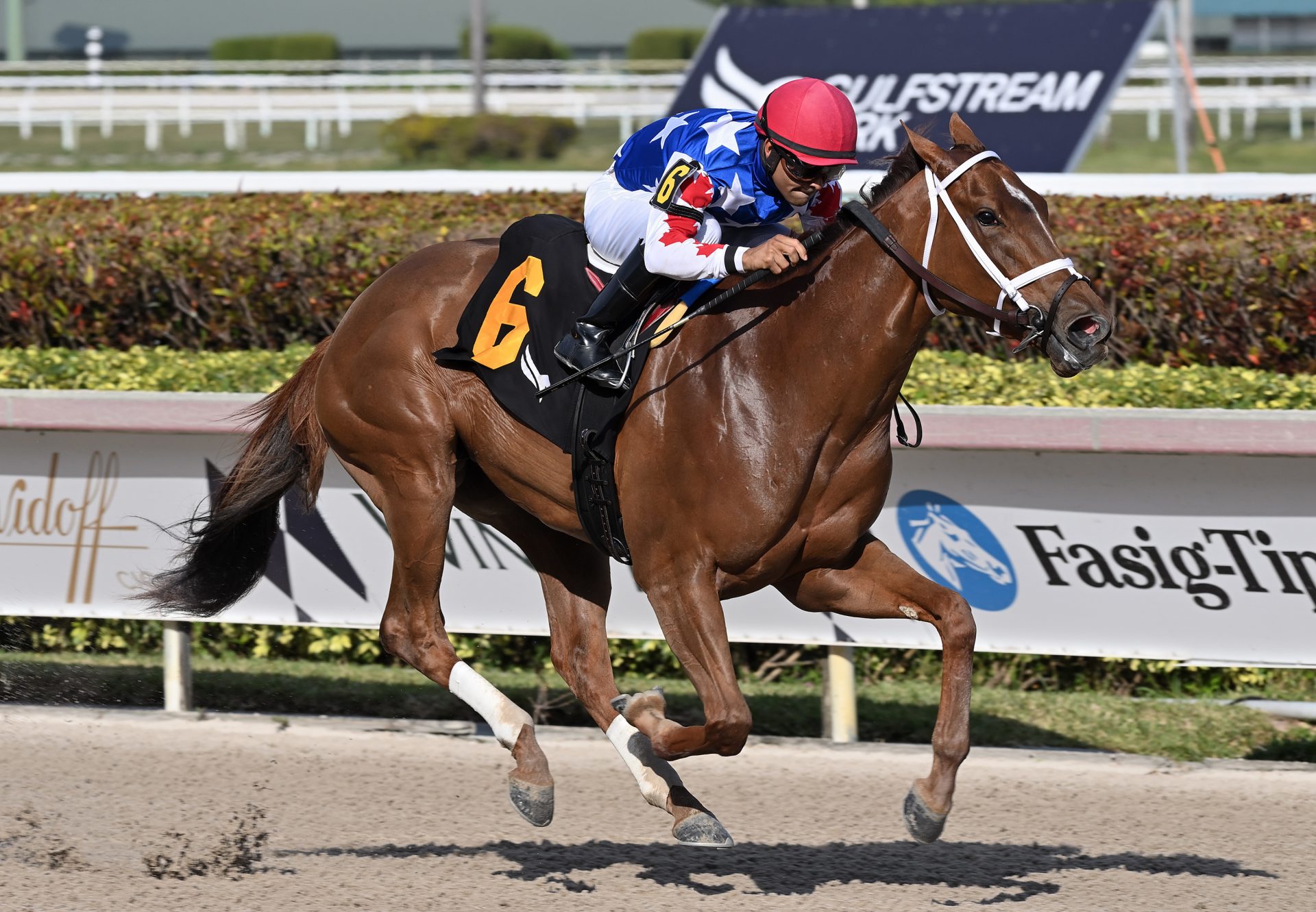 Girl With A Dream (Practical Joke) winning the Gr.3 Forward Gal Stakes at Gulfstream Park