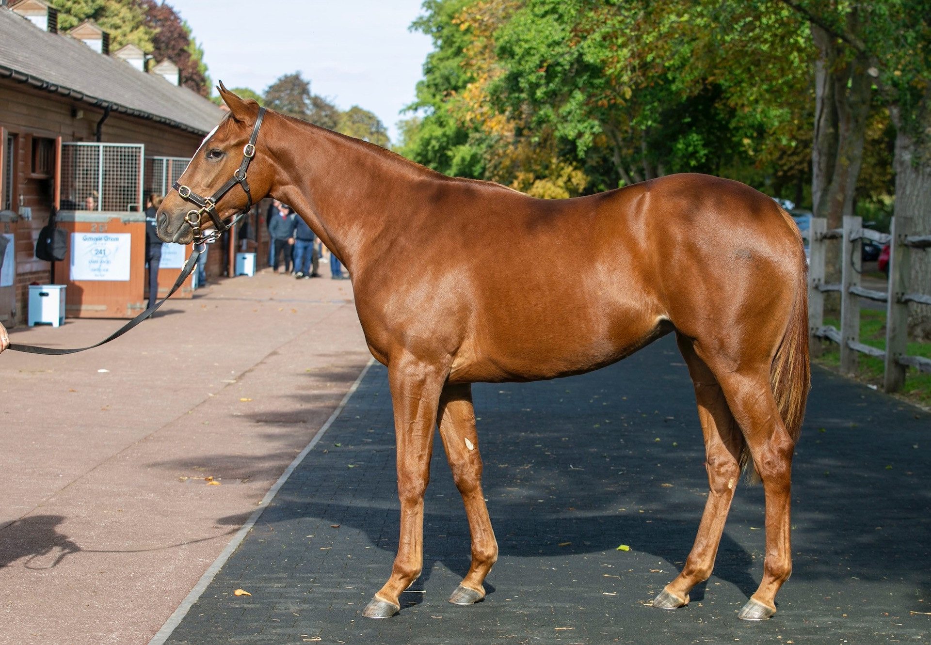 Gleneagles Filly Ex Plying