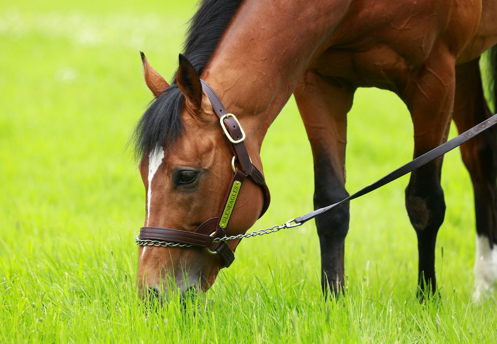 Gleneagles Grazing