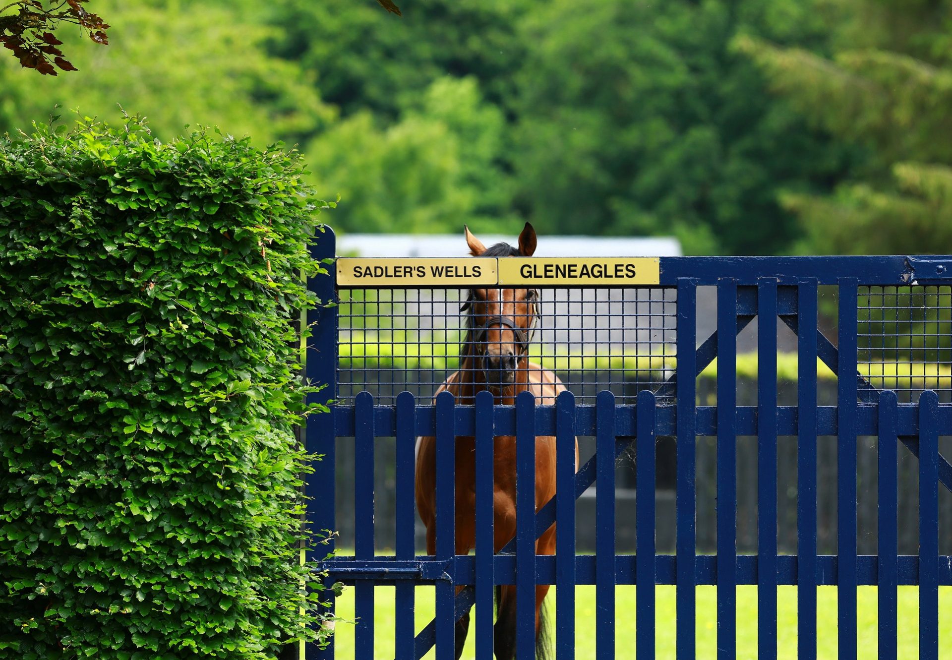 Gleneagles Paddock