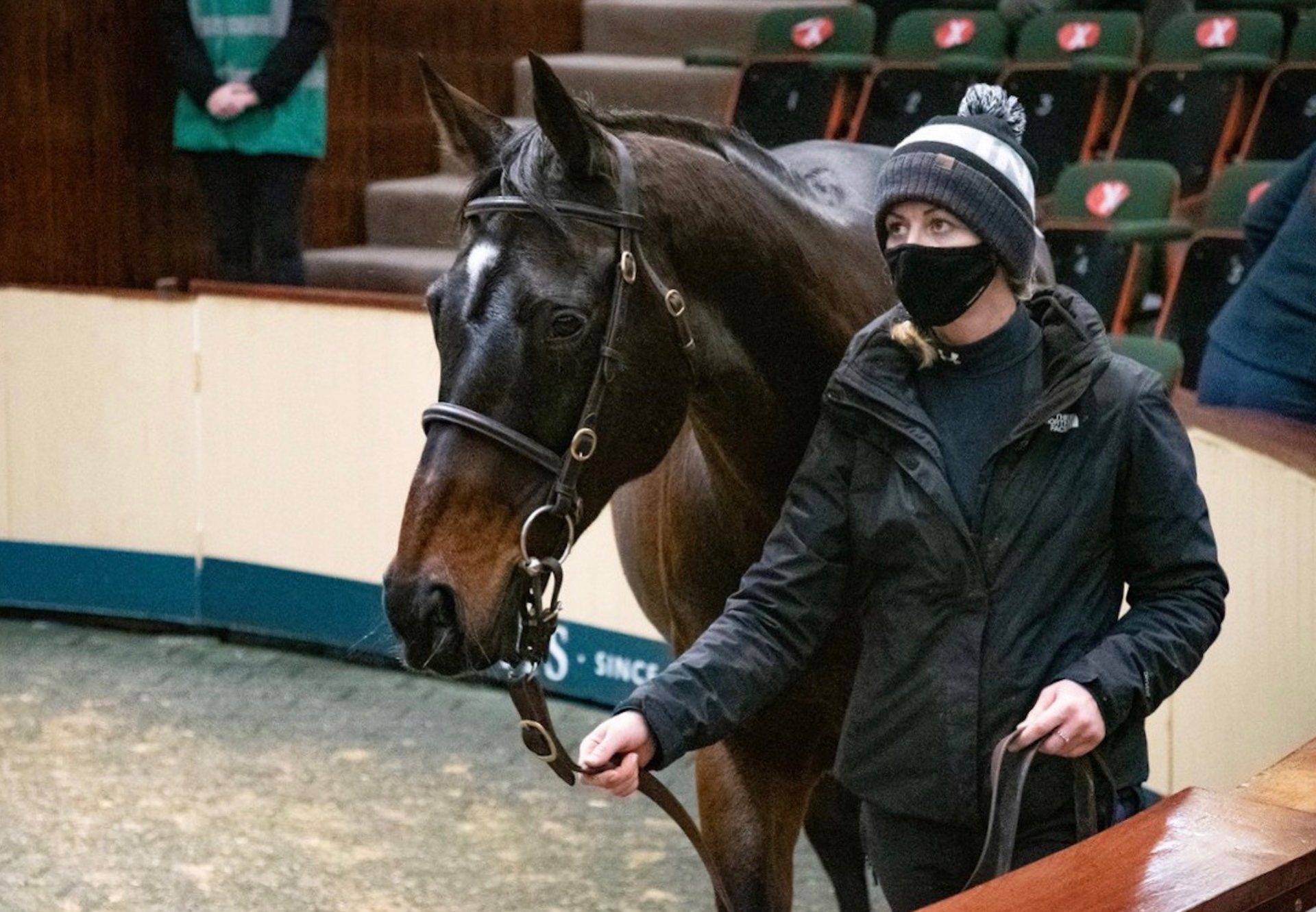 Apples jade sells in foal to Walk In The Park at Goffs for €530,000