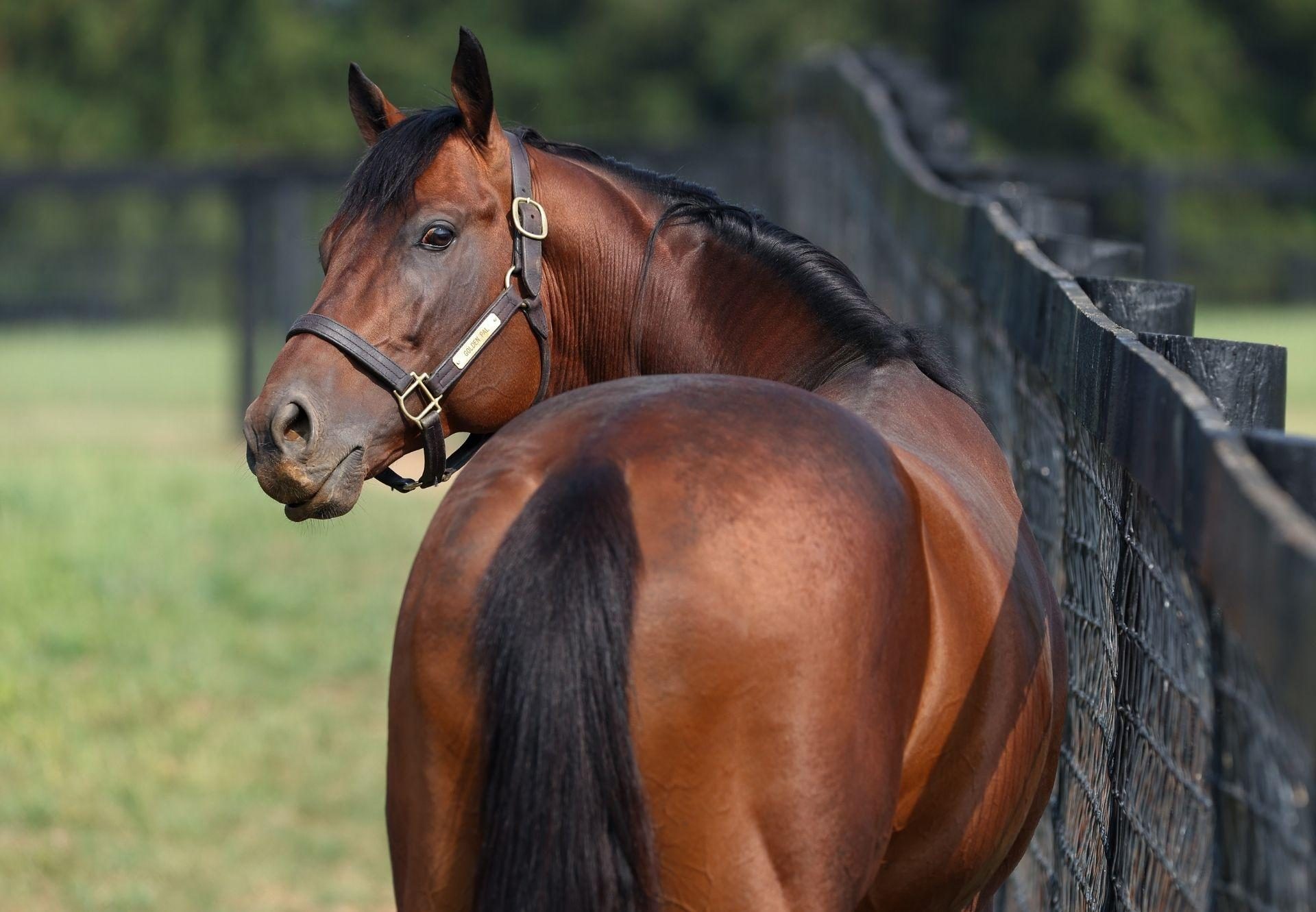 Golden Pal paddock shot