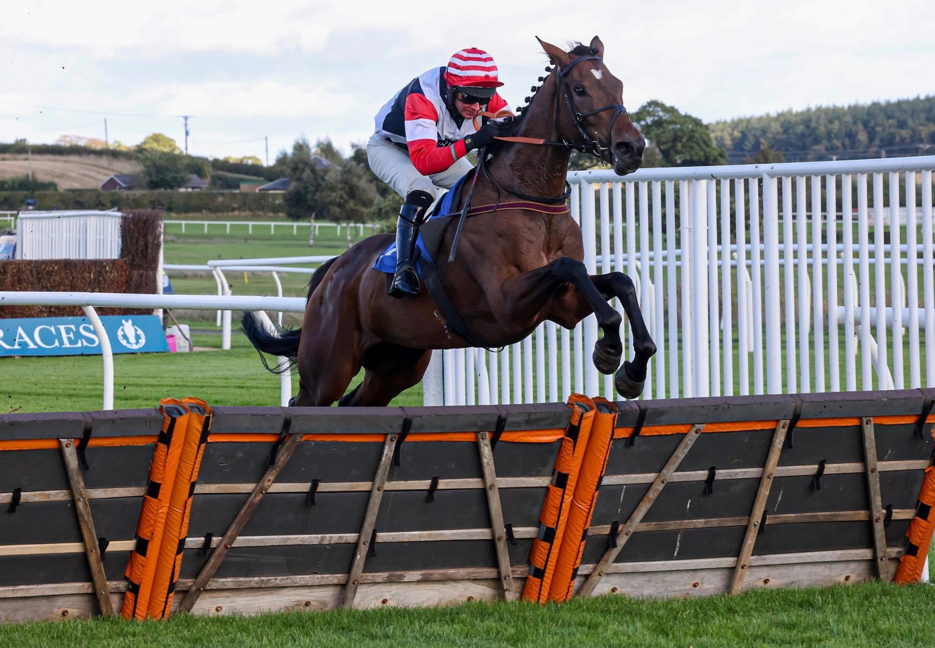 Haute Estime (Walk In The Park) Makes A Winning Hurdle Debut At Kelso
