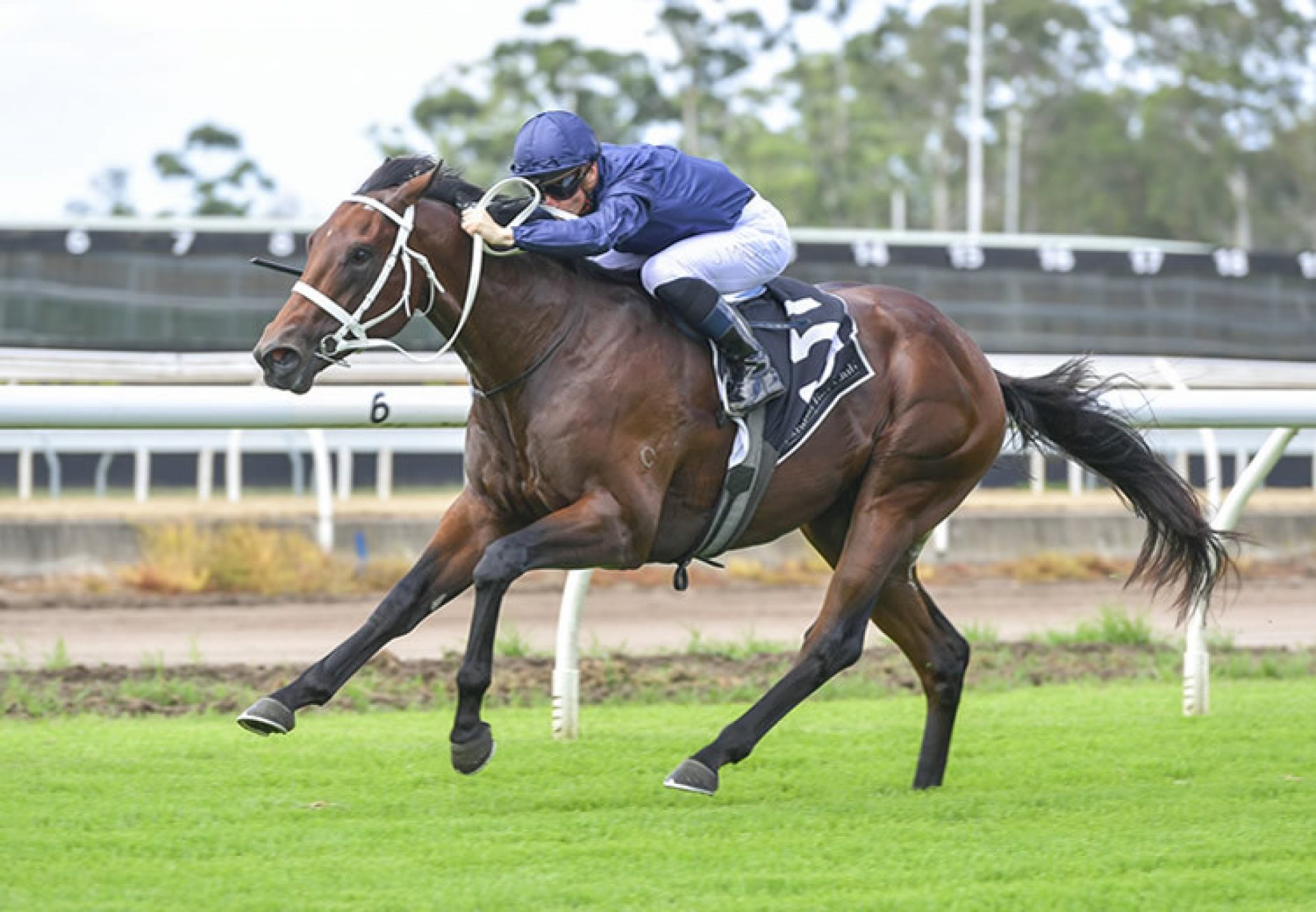 Head Of State (American Pharoah) winning at Warwick Farm