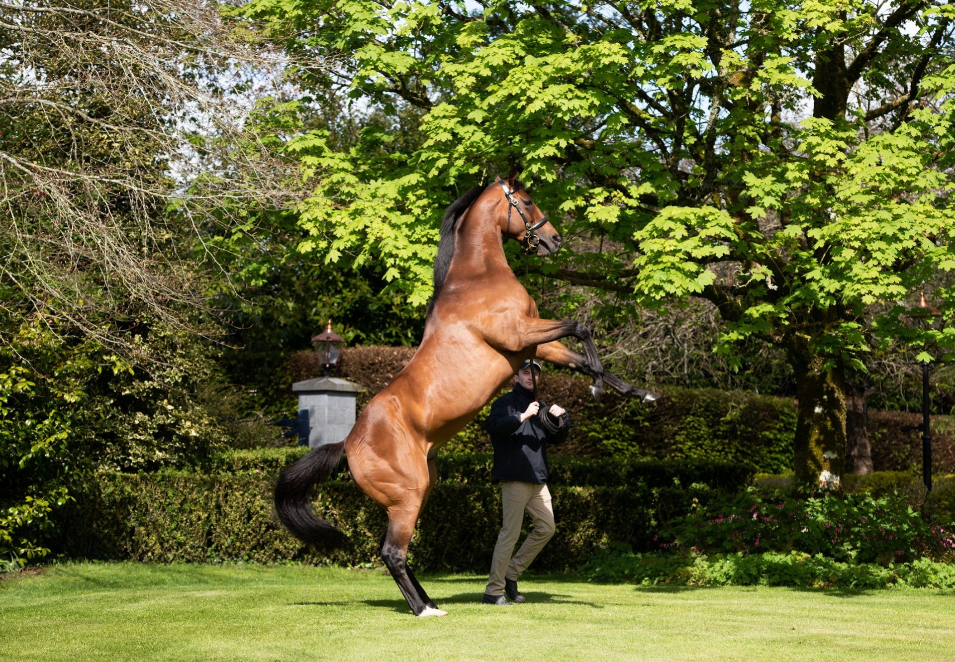 Highland Reel rearing