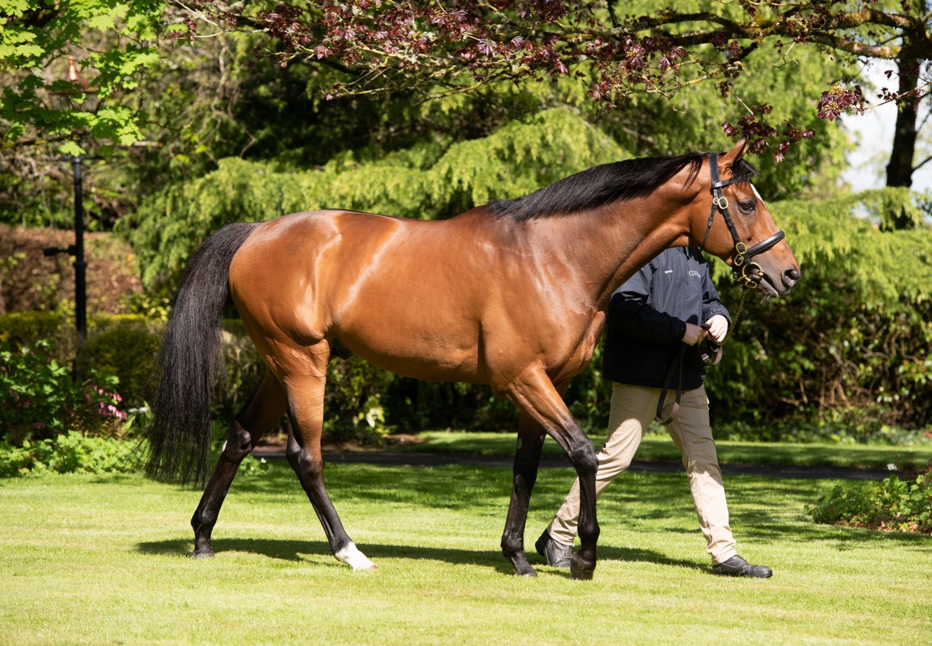 Highland Reel walking