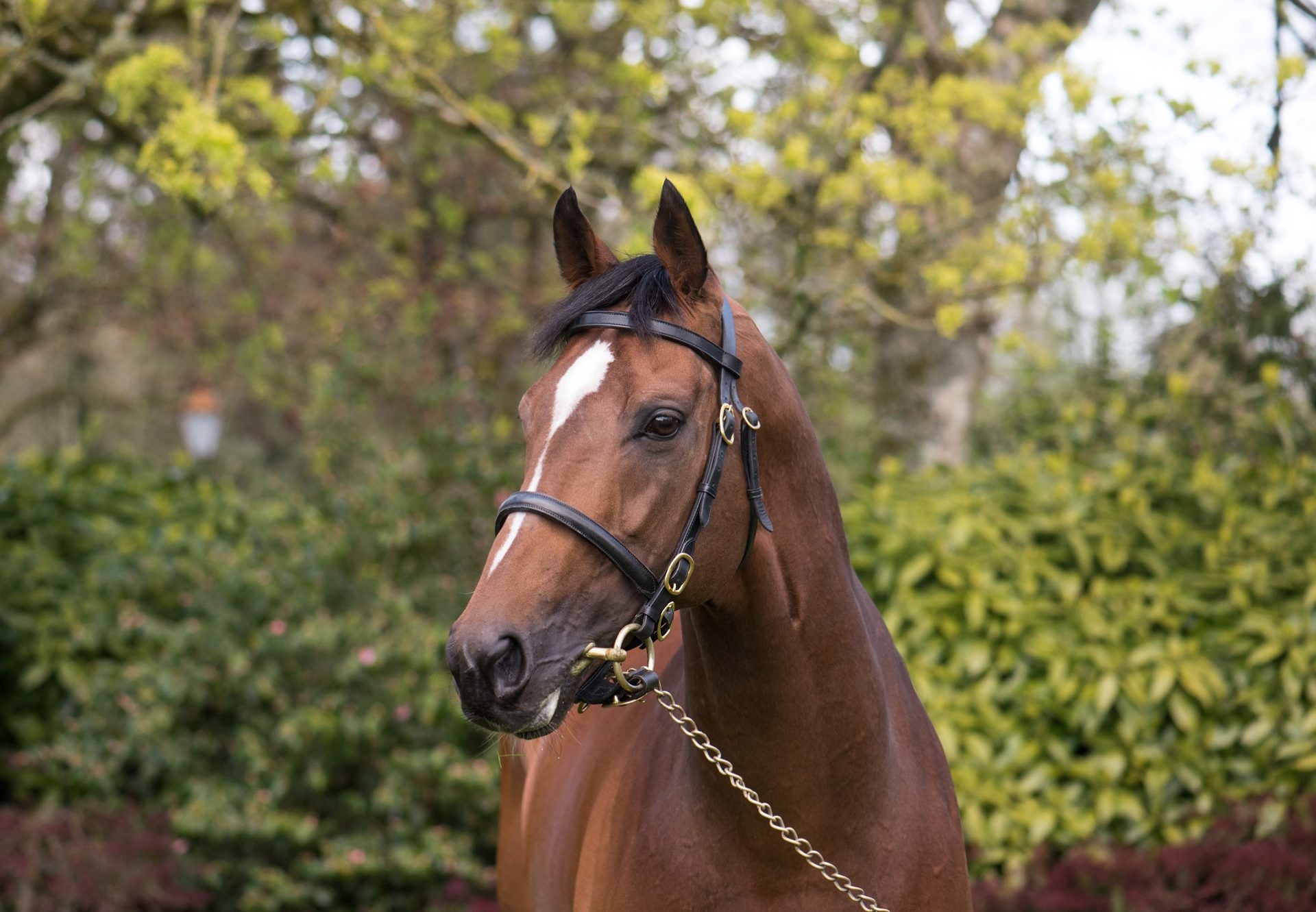 Highland Reel Head Shot