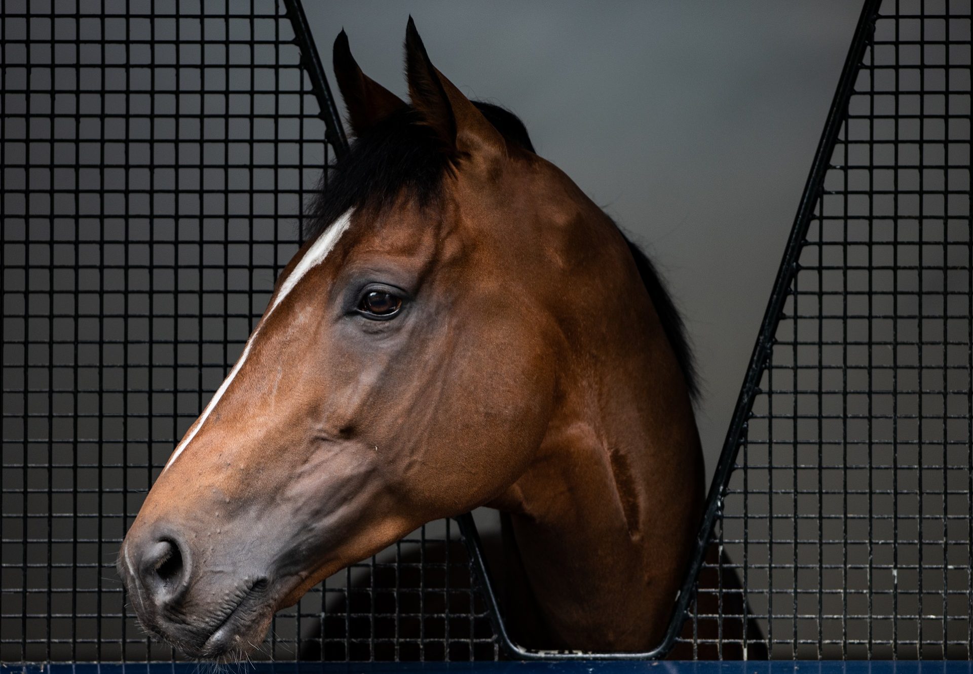 Highland Reel Head Shot