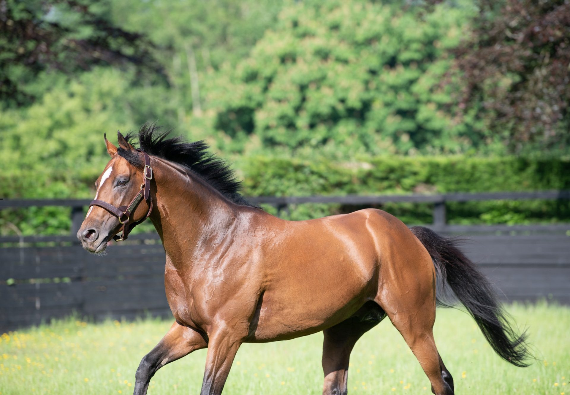 Highland Reel Paddock