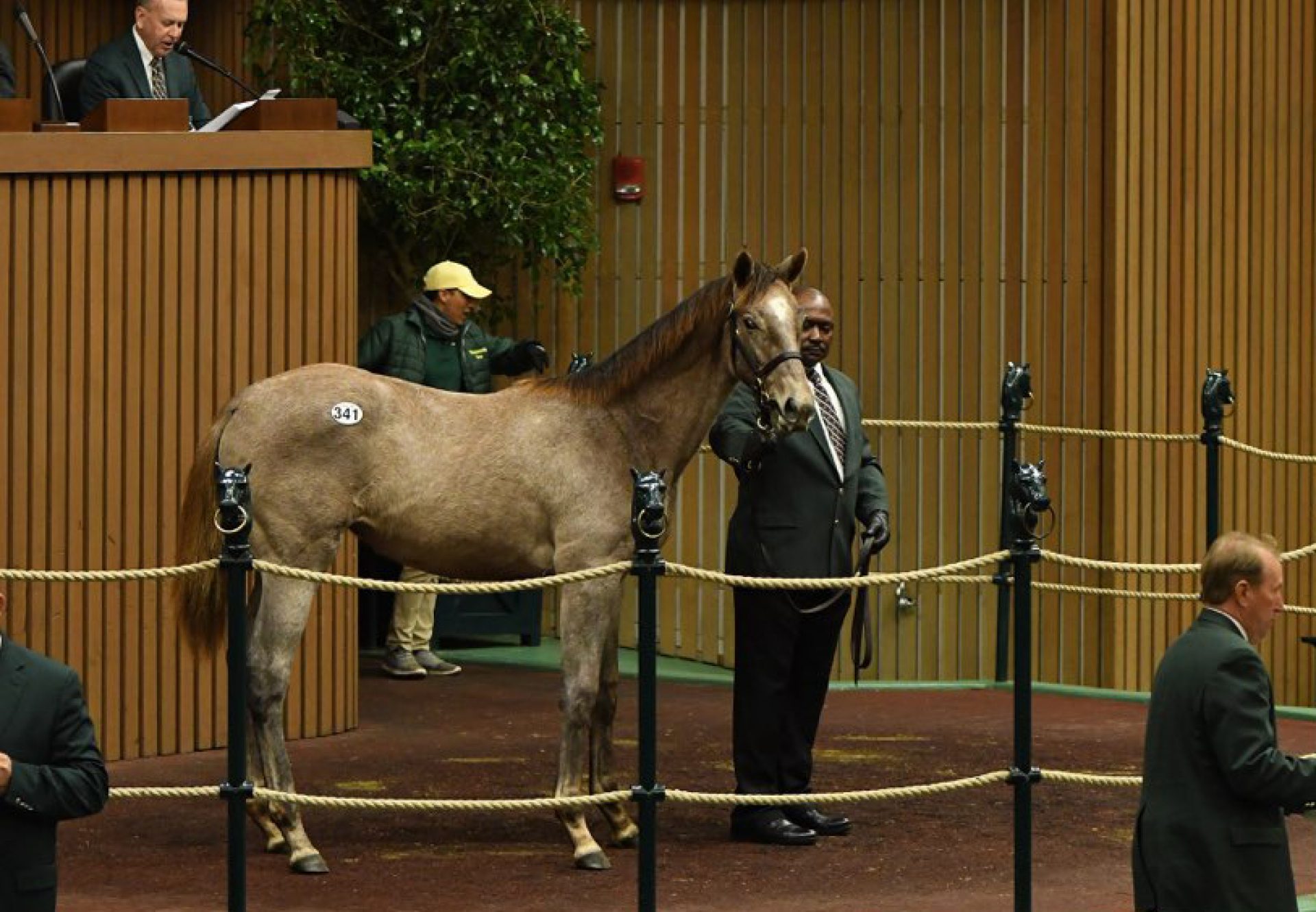 Hip 341 Cupid X One In A Romp Kee Novcover