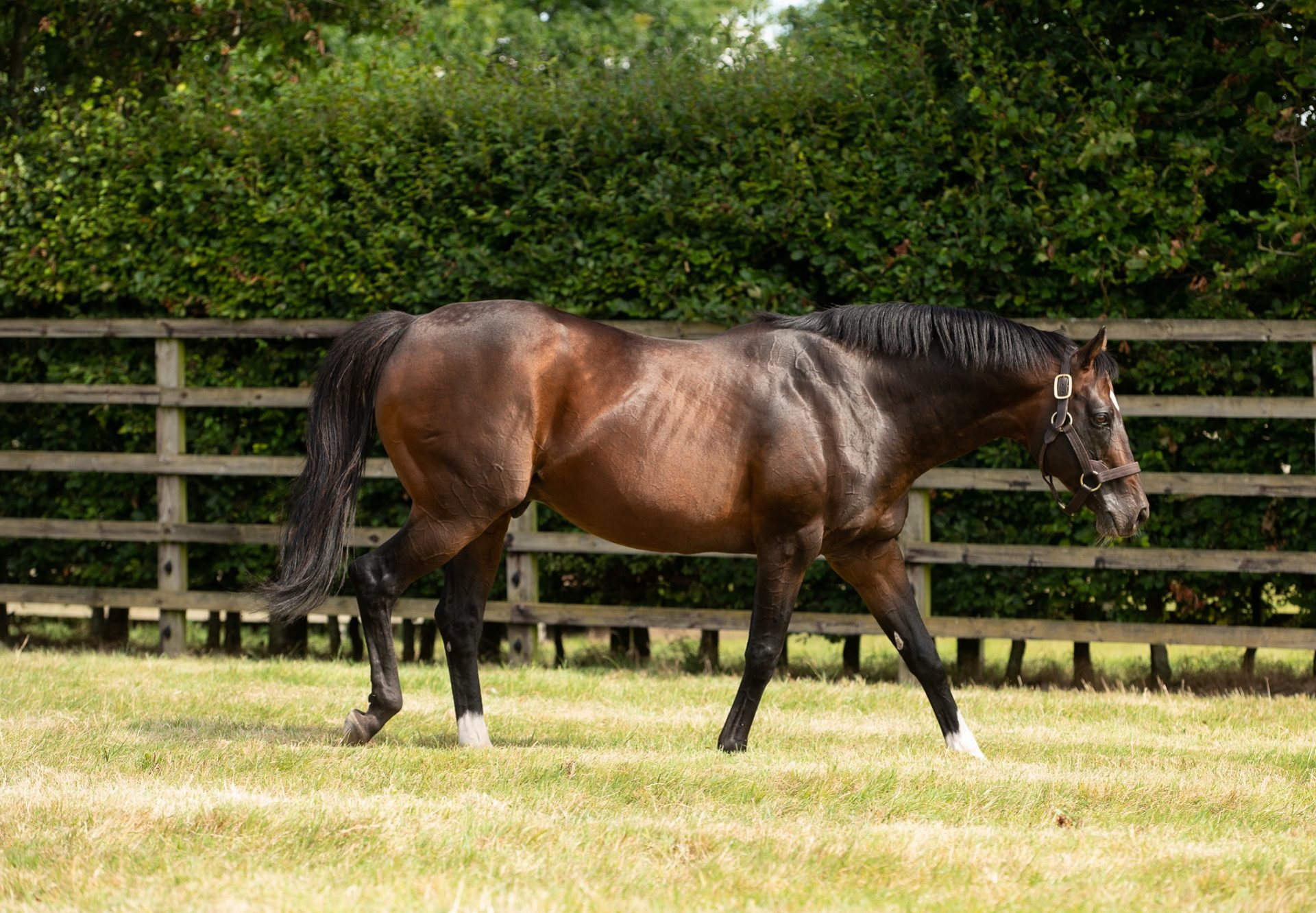 Holy Roman Emperor Paddock Shot 2