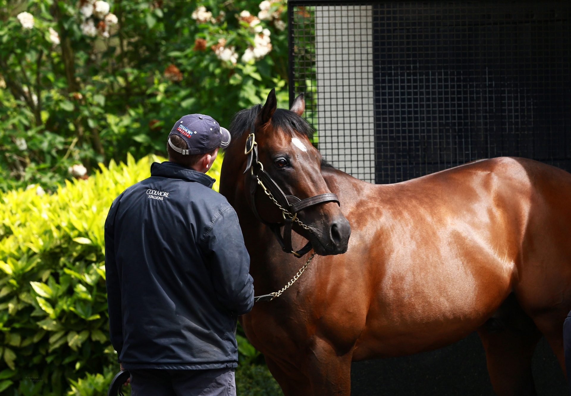 Holy Roman Emperor At The Stables