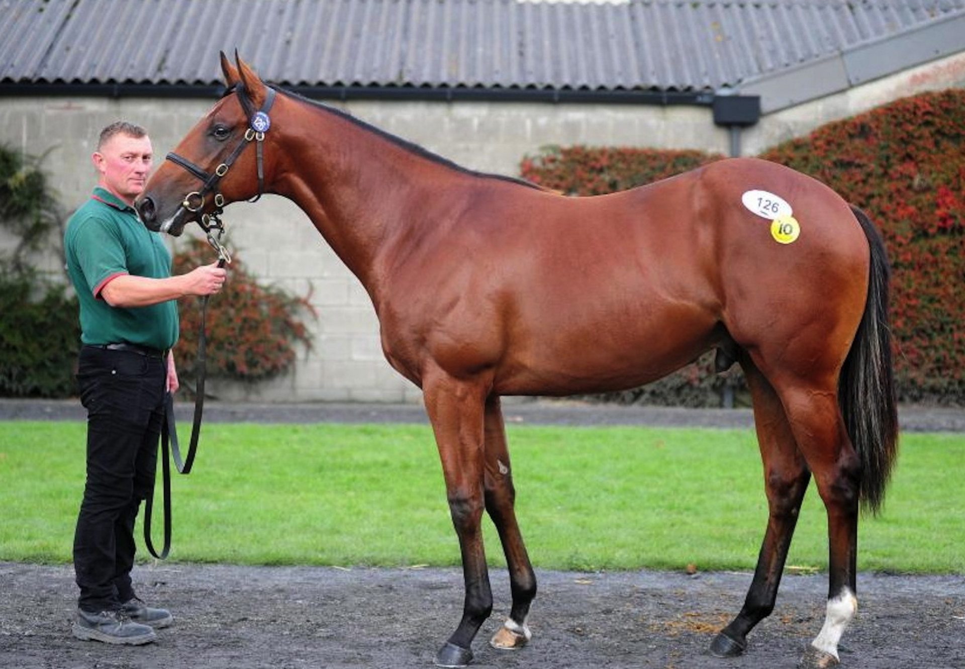 Holy Roman Emperor Colt Tops Day 1 At Tattersalls Ireland