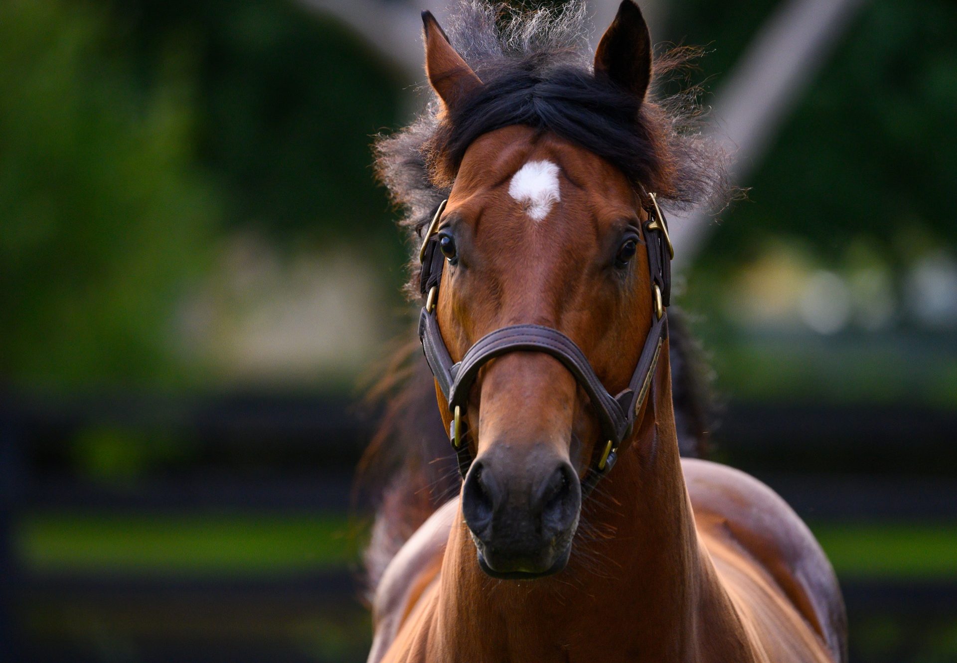 Home Affairs paddock shot