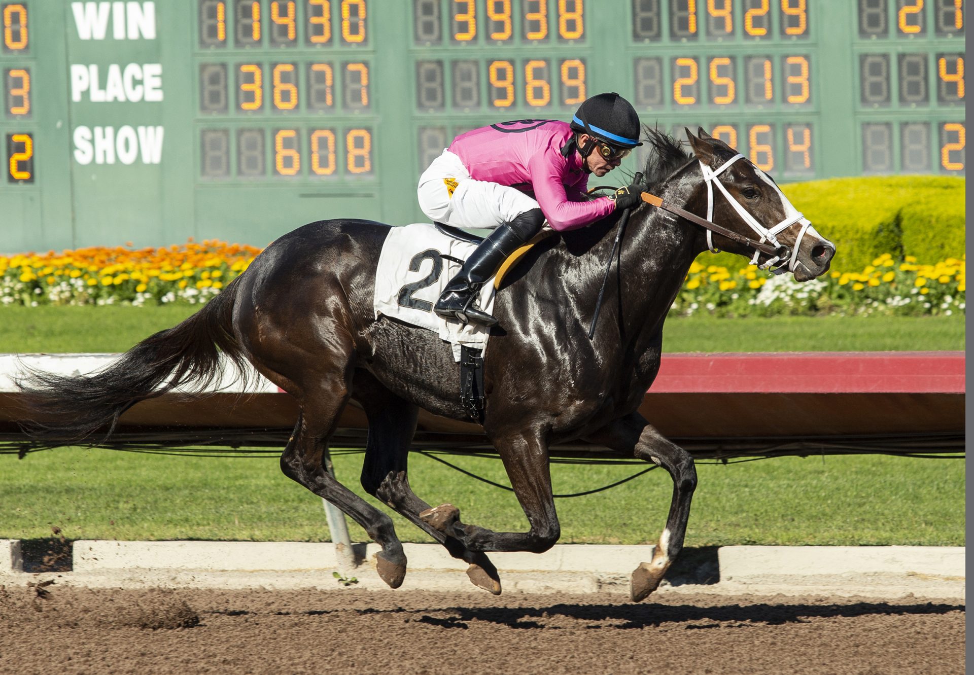 Into Classic (Classic Empire) Los Al Claiming Win