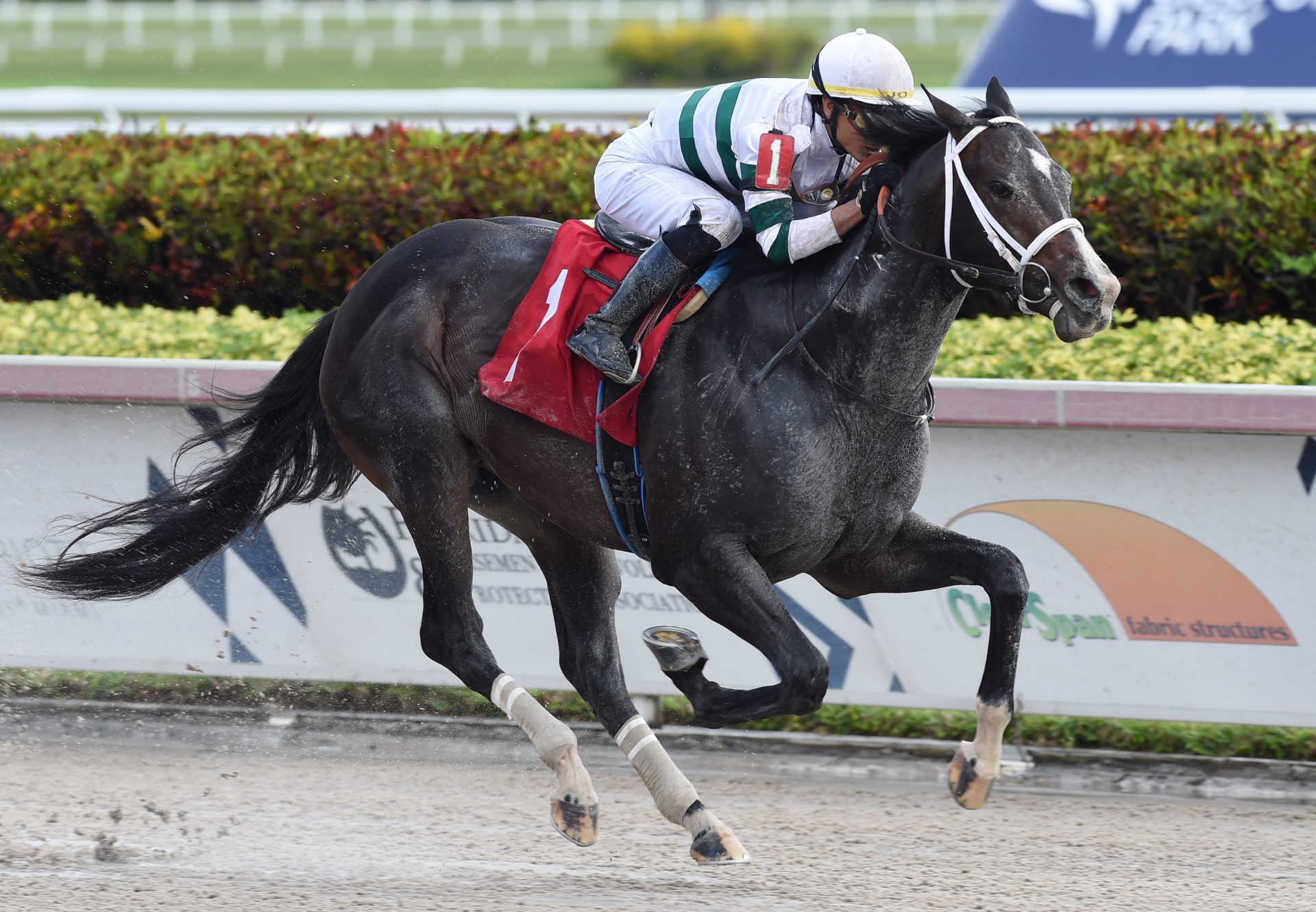 Ikeisgreat (Munnings) Breaks Maiden At Gulfstream