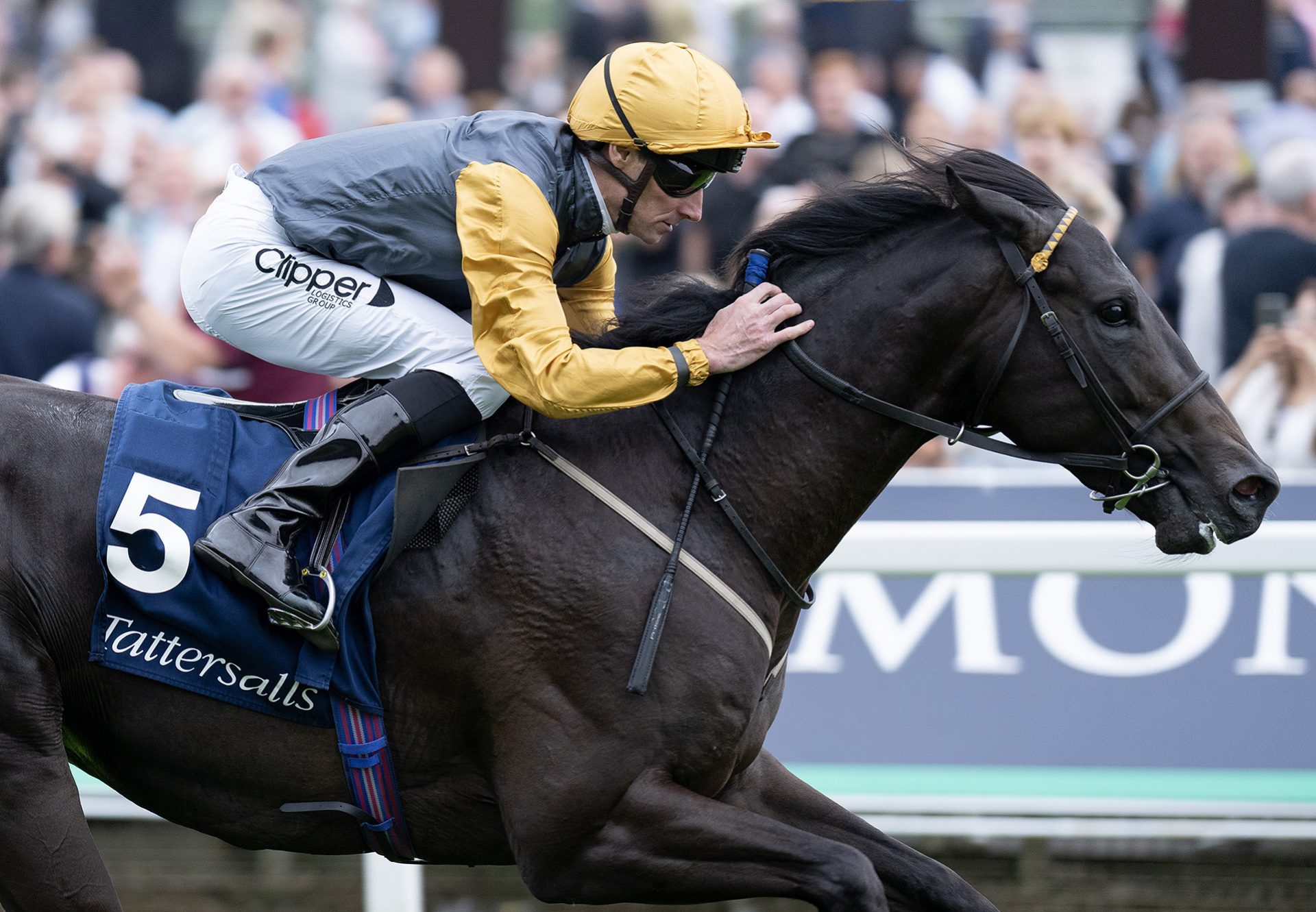 Indian Run (Sioux Nation) wins the Gr.3 Acomb Stakes at York