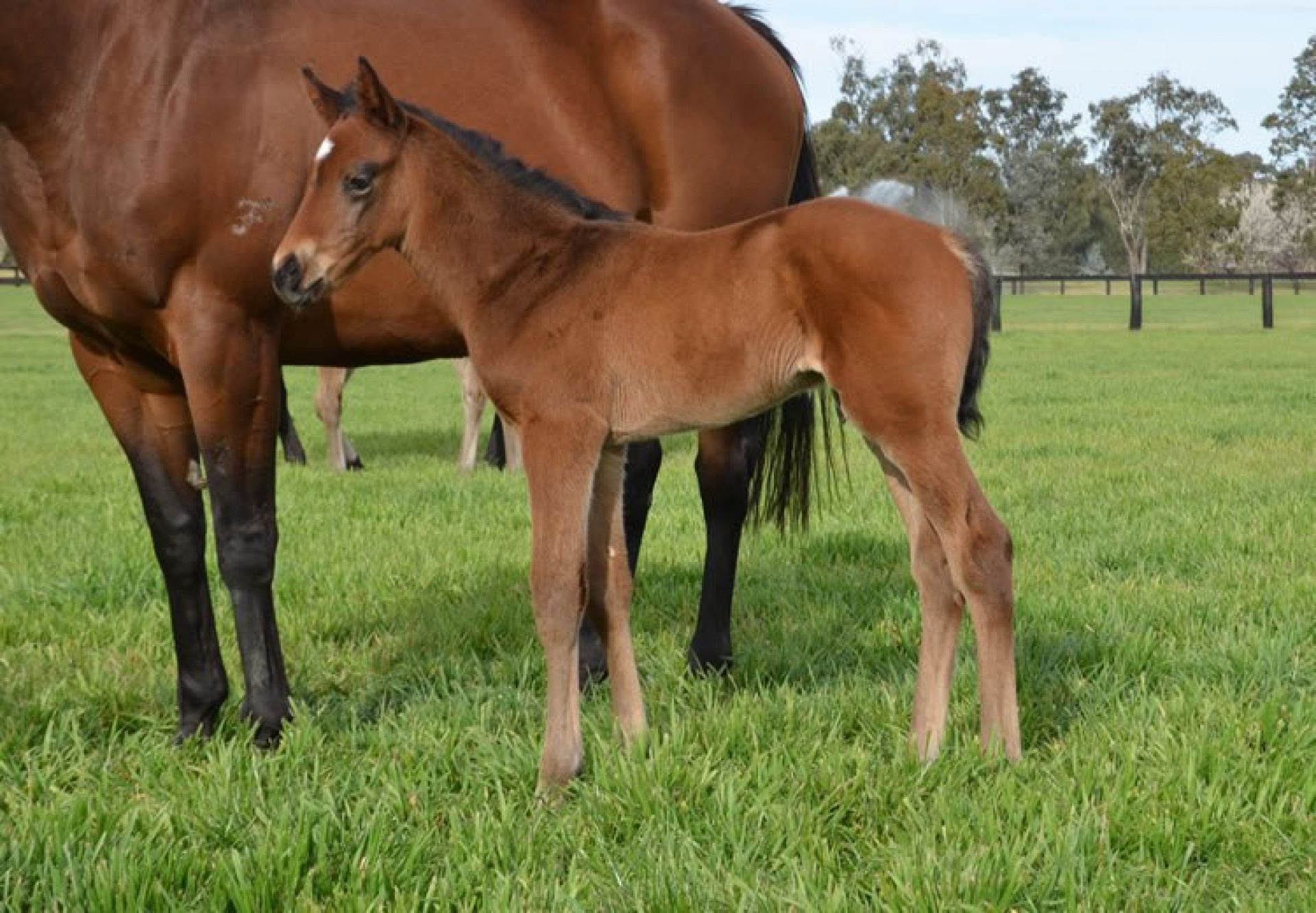 Inference (So You Think ex Pontiana) as a foal